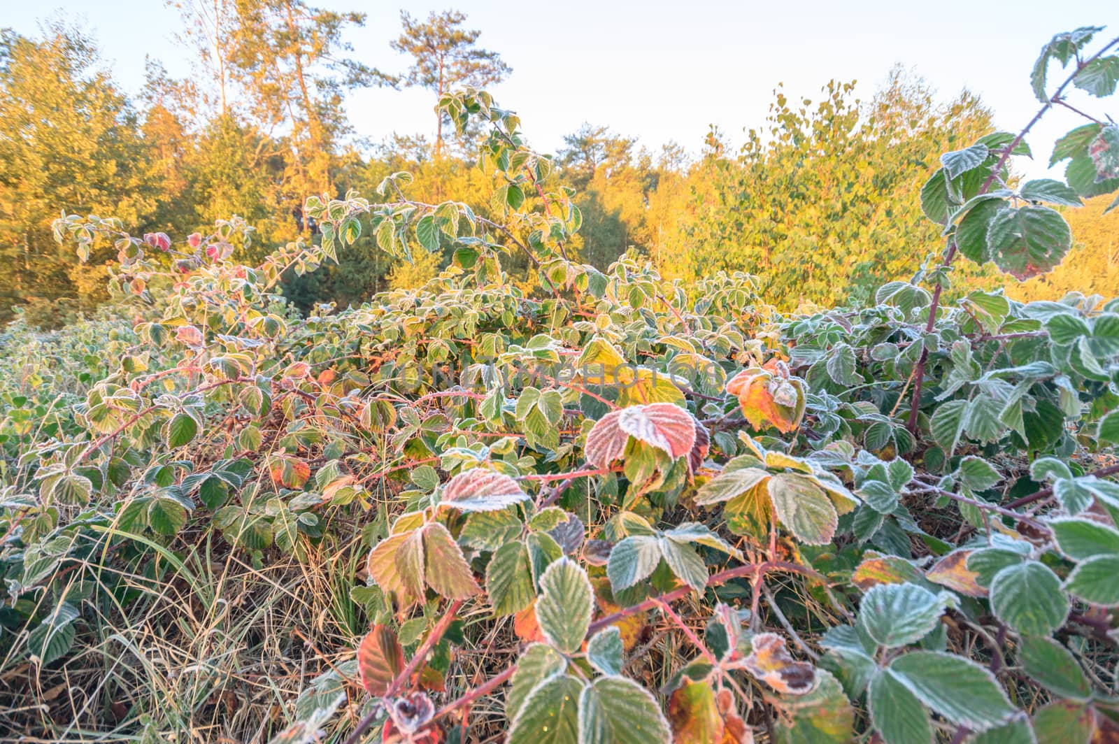 frozen wild plants for natural background, nature series