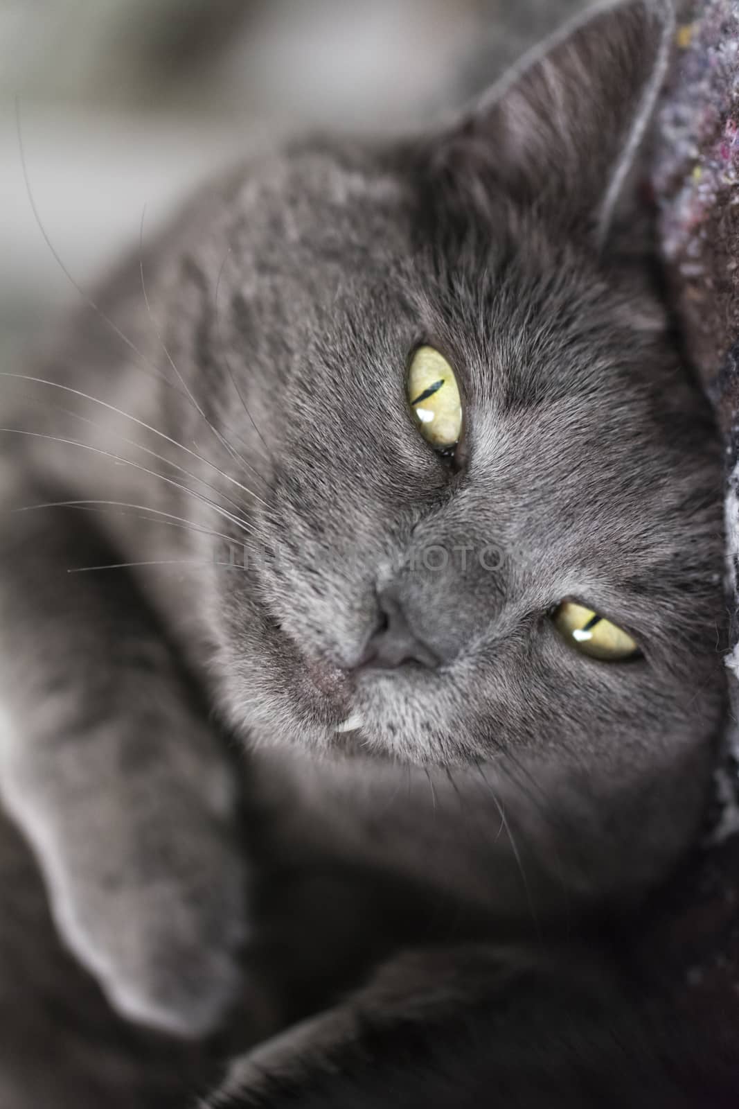 Portrait of a 10-year old female grey cat