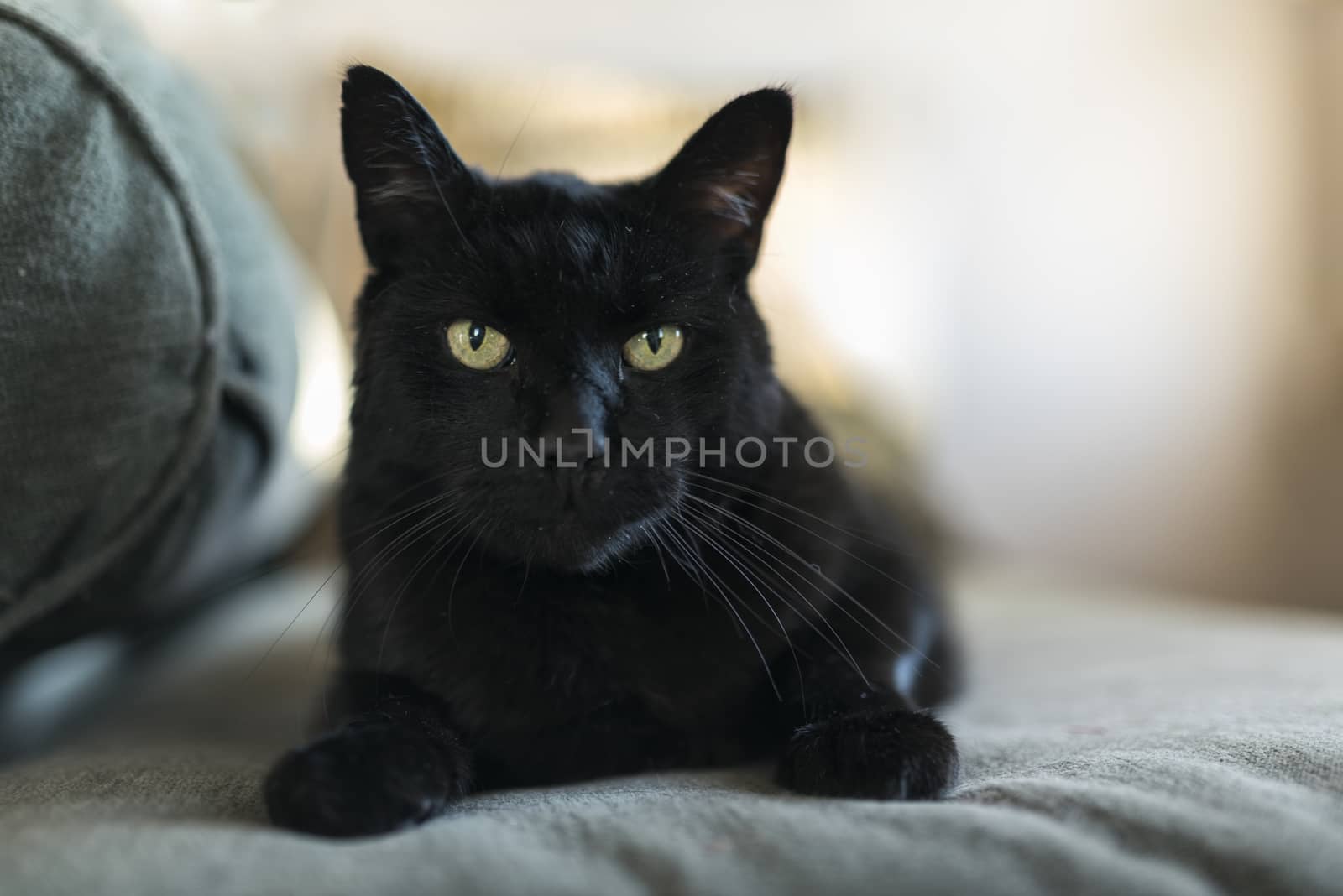 Black Cat Portrait by patricklienin