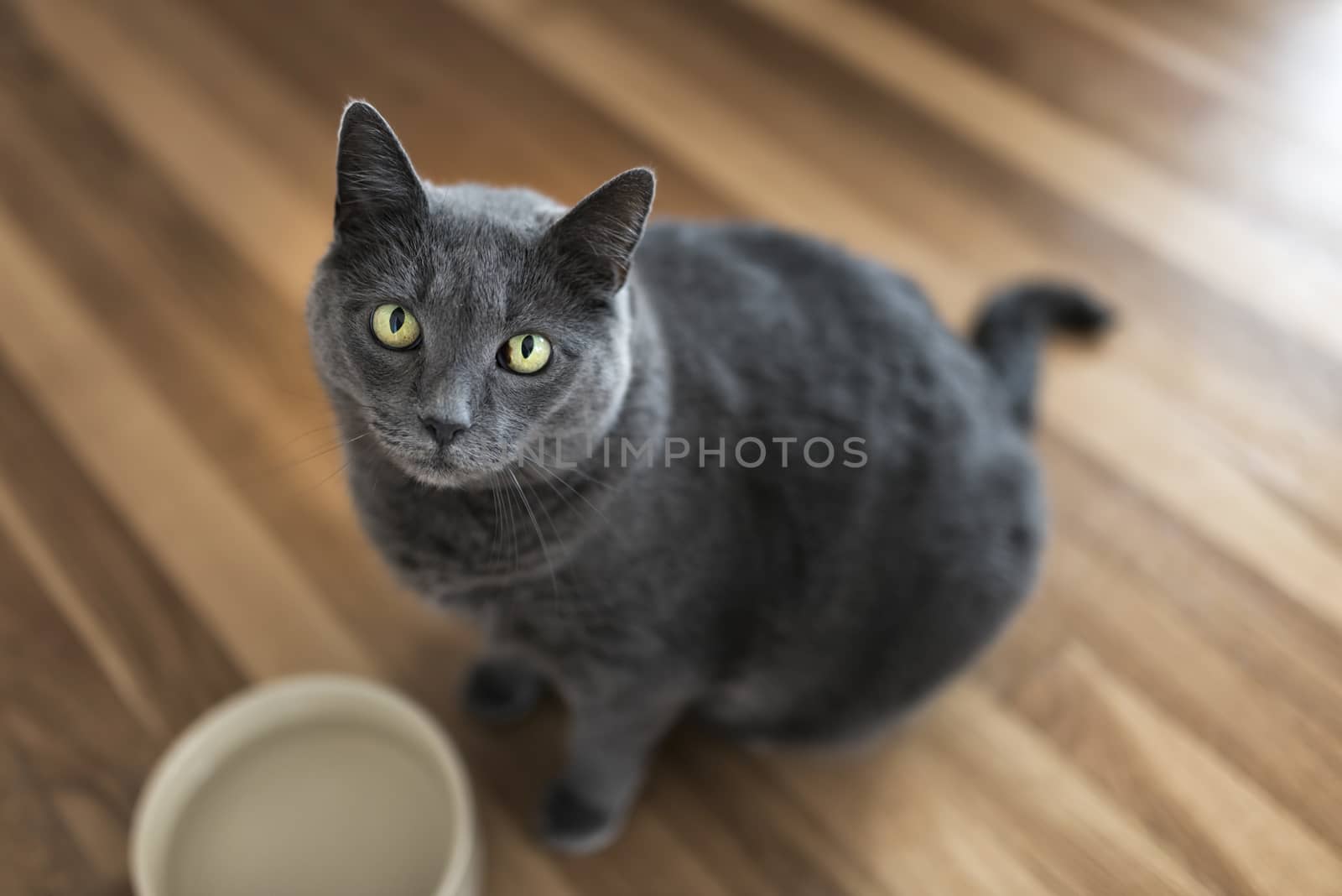 Portrait of a 10-year old female grey cat