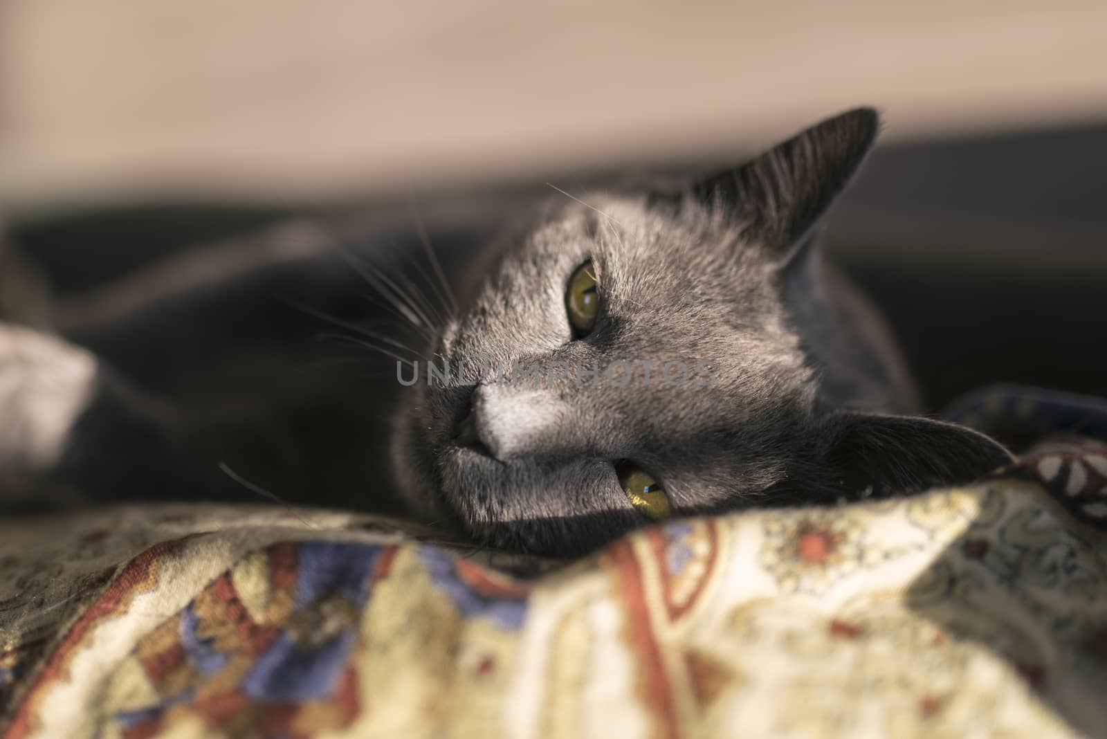 Portrait of a  10-year old female grey cat