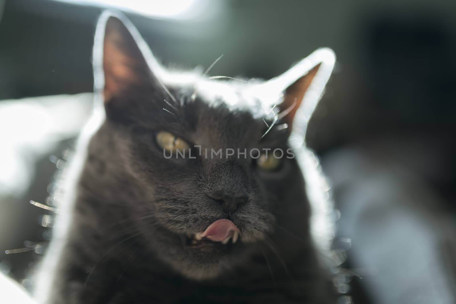 Portrait of a 10-year old female grey cat