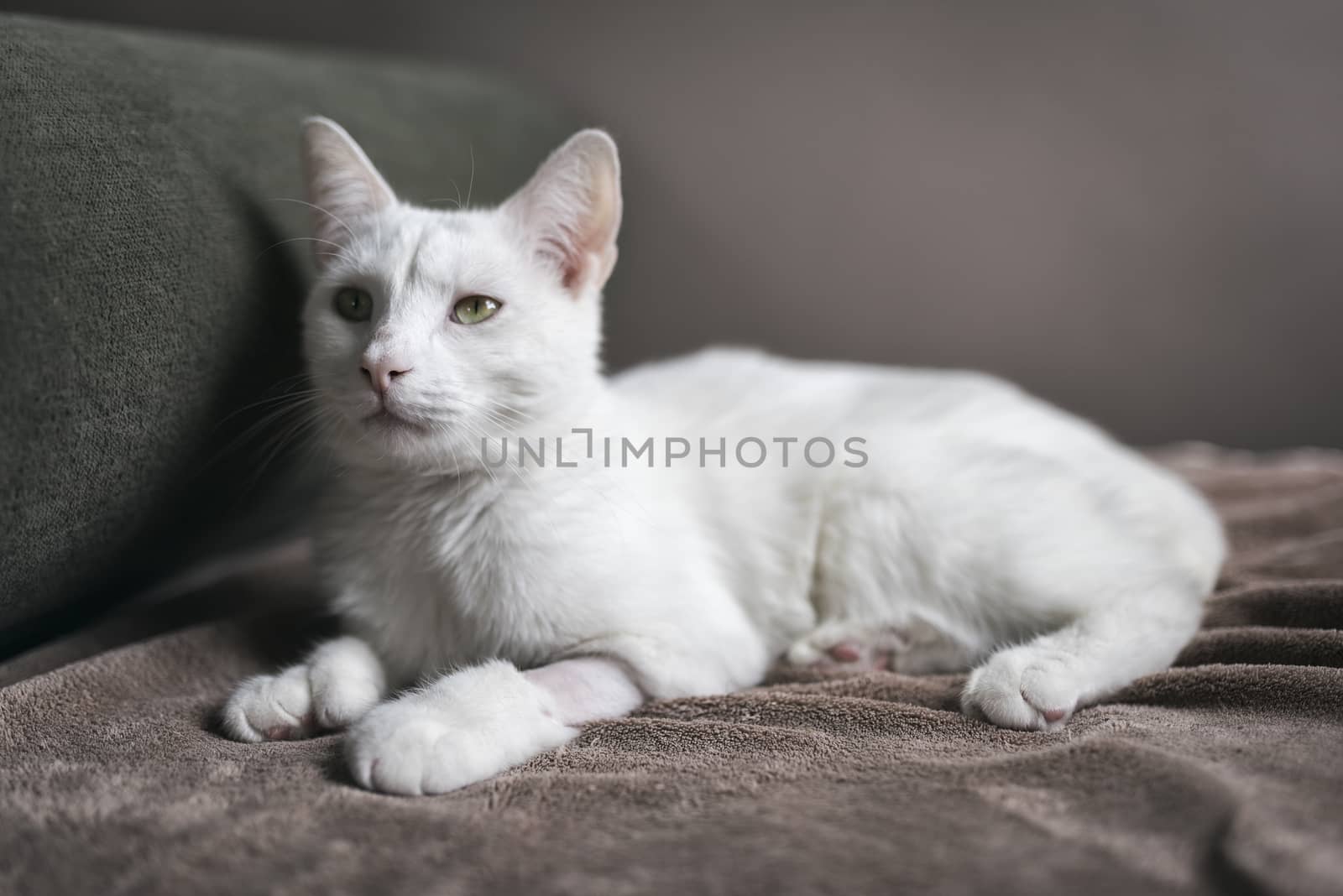 Portrait of a 2-year old male white cat