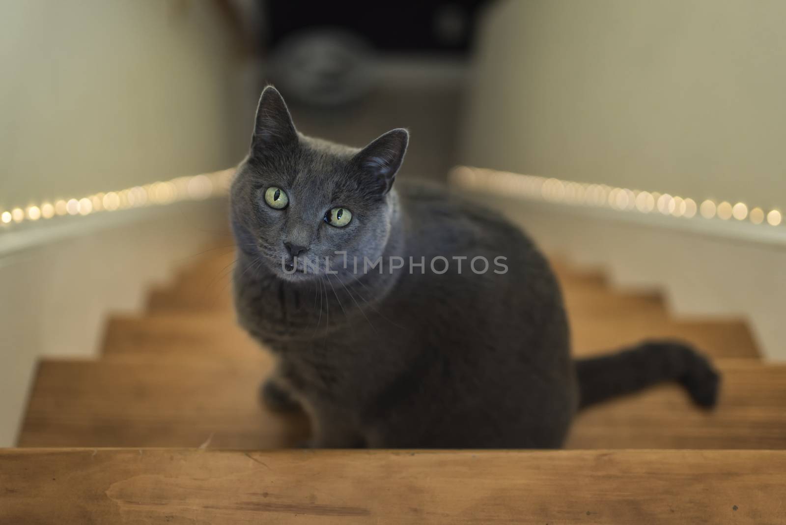 Portrait of a 10-year old female grey cat