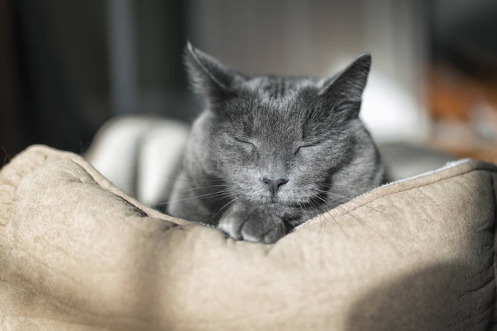 Portrait of a 10-year old female grey cat