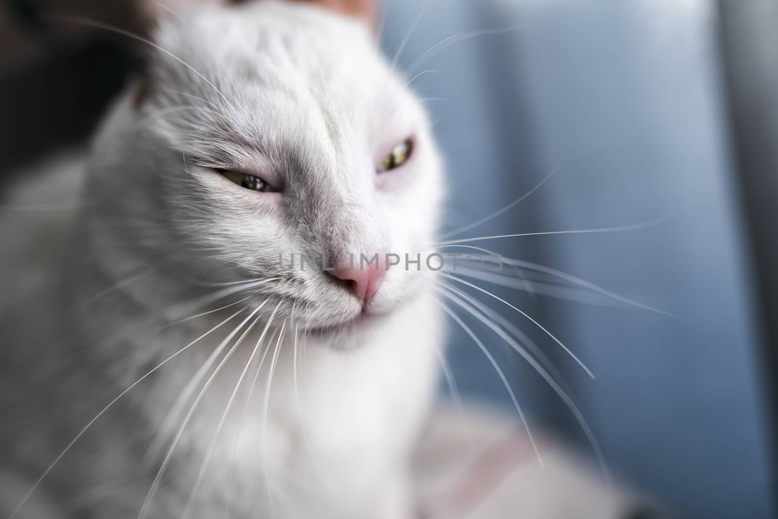 Portrait of a 2-year old male white cat