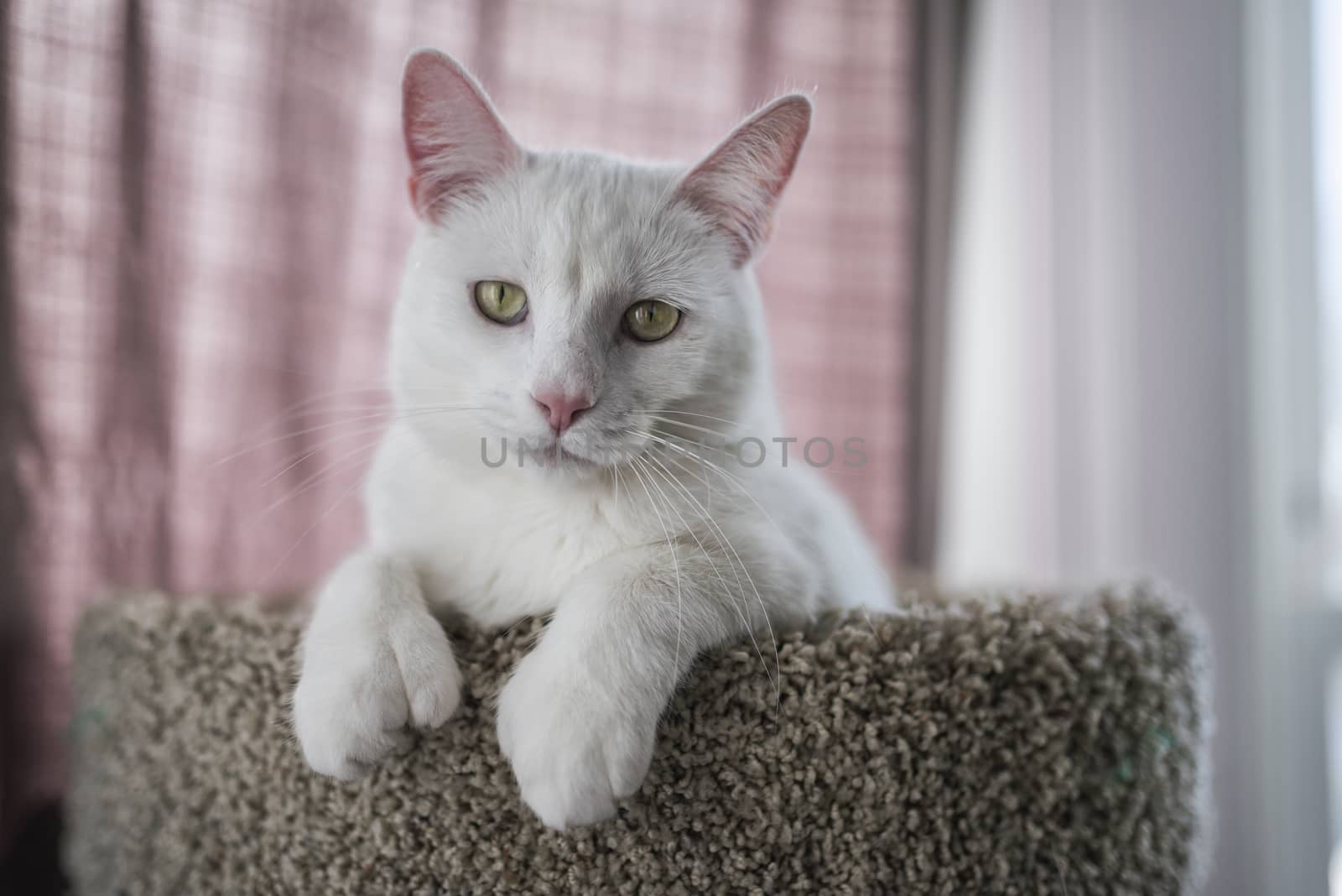 White Cat Portrait by patricklienin