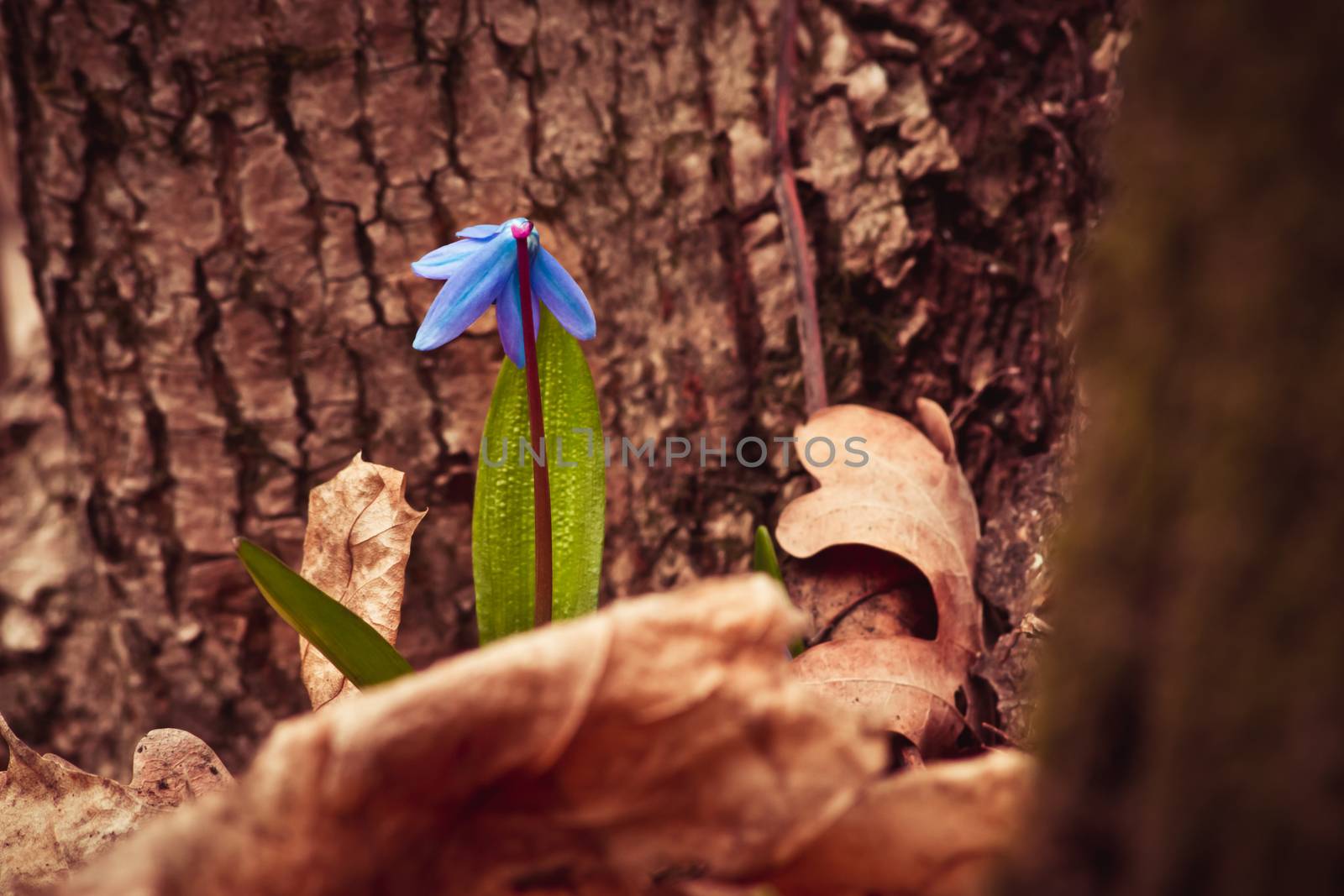 The first forest blue flowers in early spring