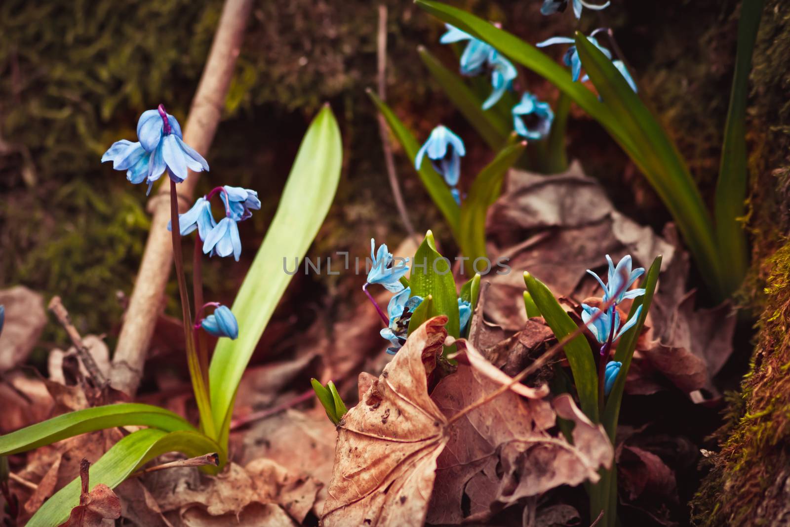 Snowdrops in the woods by pilotL39