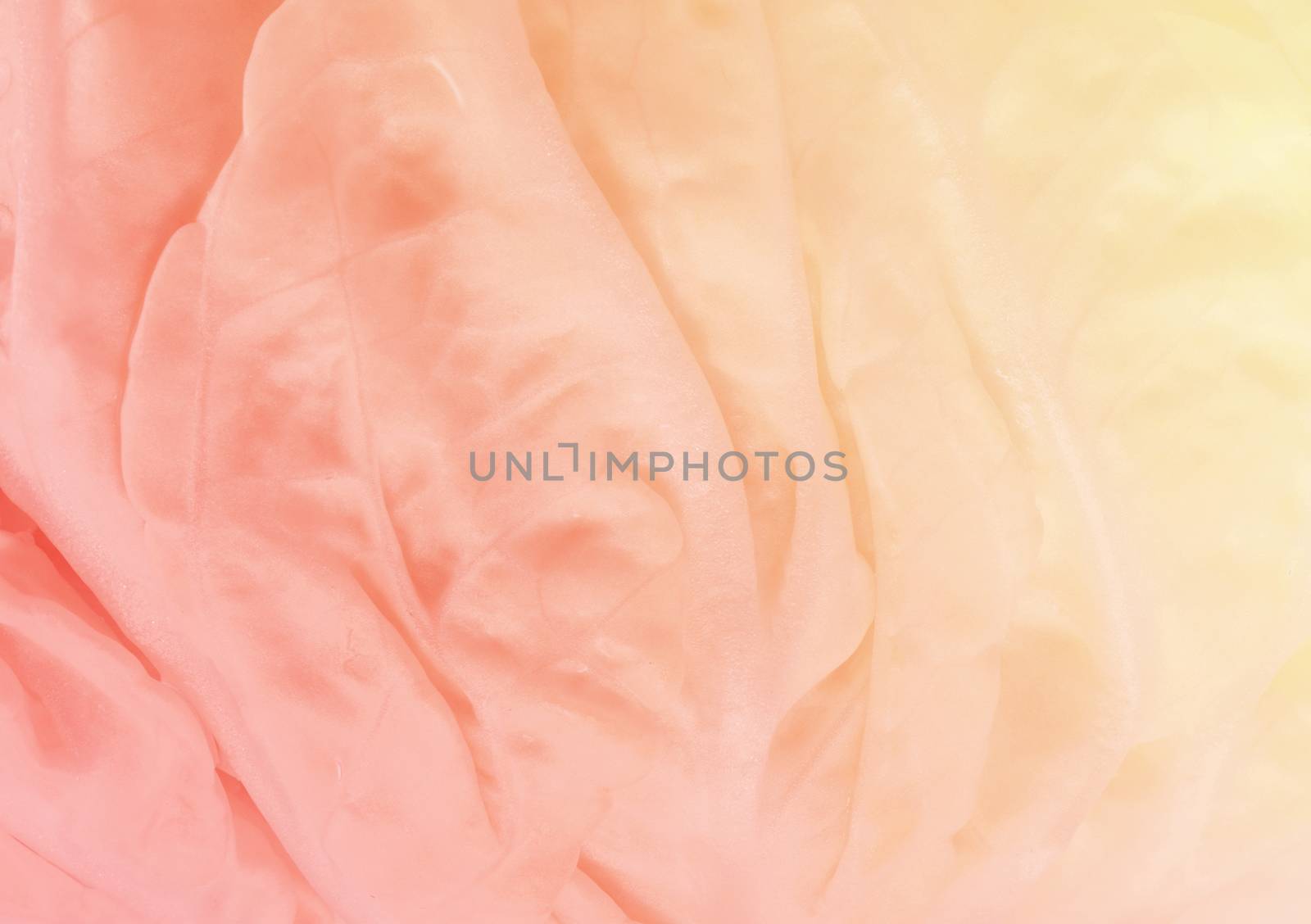 abstract texture of cabbage in pastel color