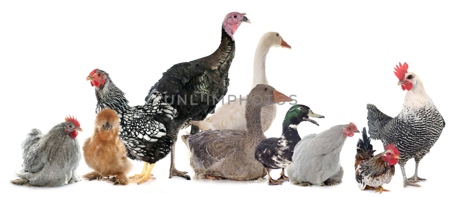 group of poultry by cynoclub