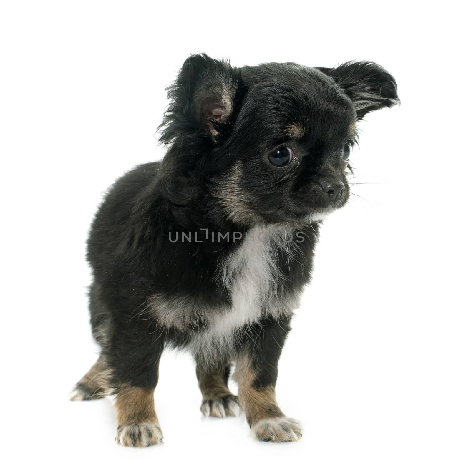 young little chihuahua in front of white background