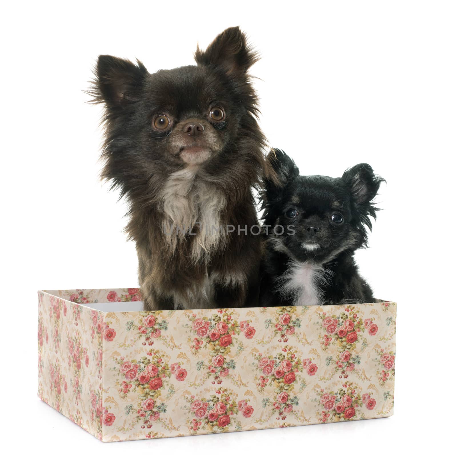 adult and puppy chihuahua in front of white background