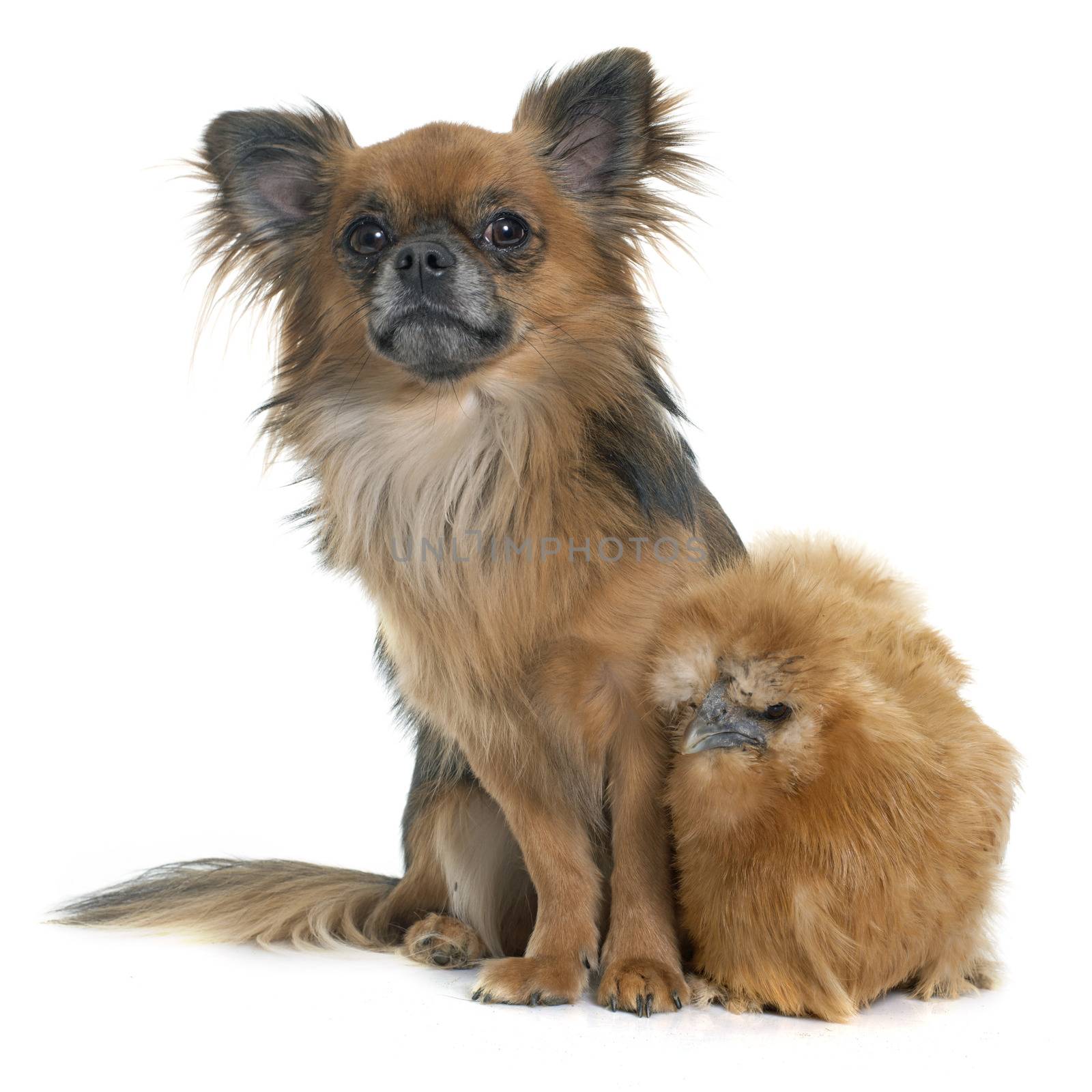 chicken and chihuahua in front of white background