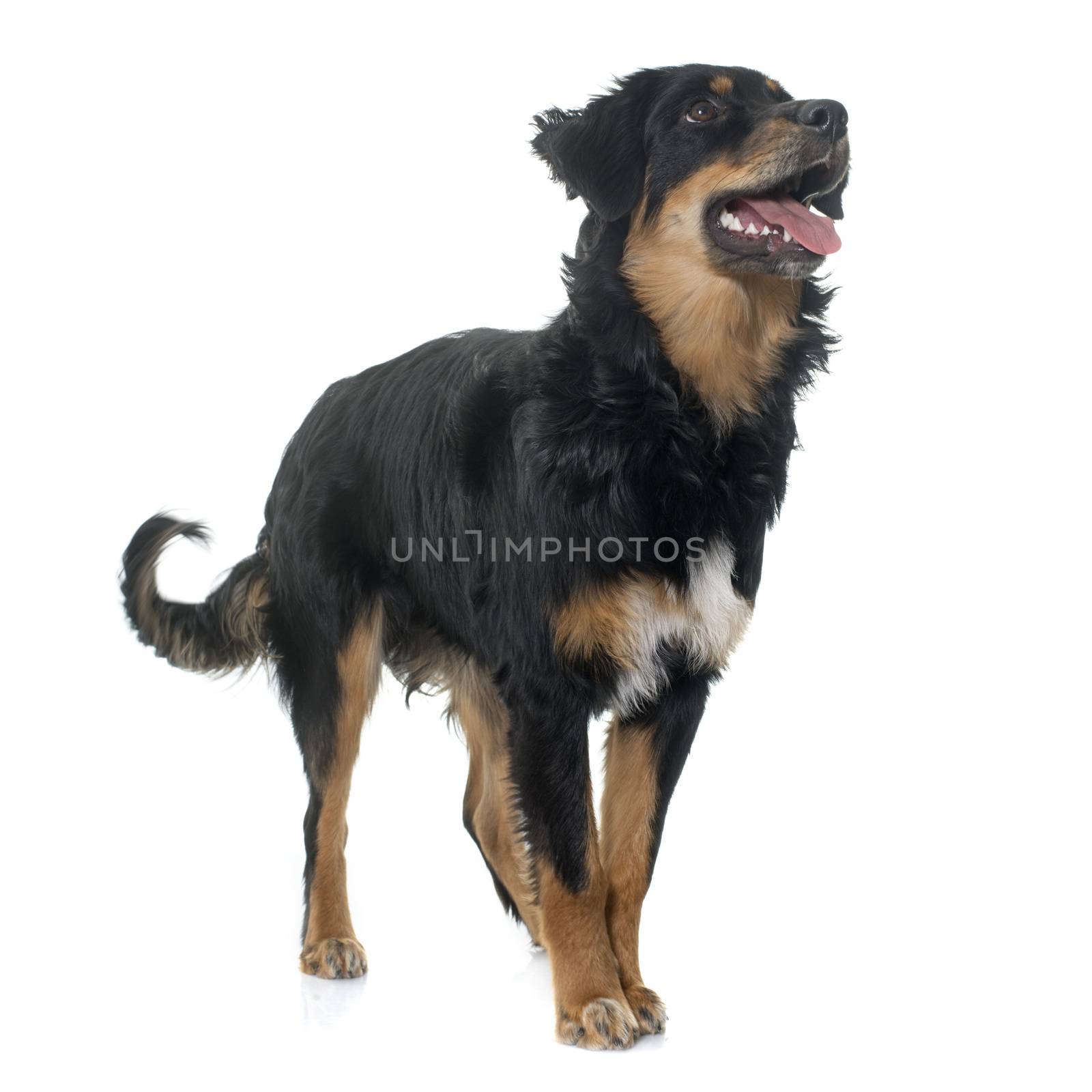 young black hovawart in front of white background