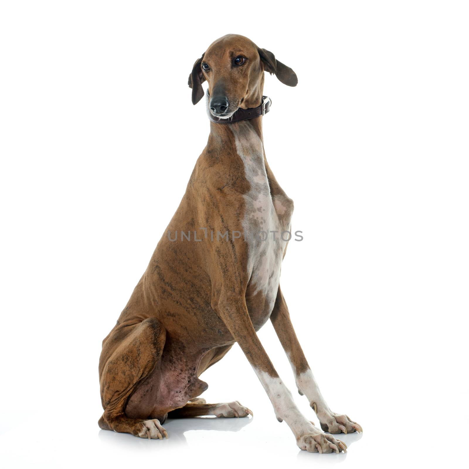 brown azawakh hound by cynoclub