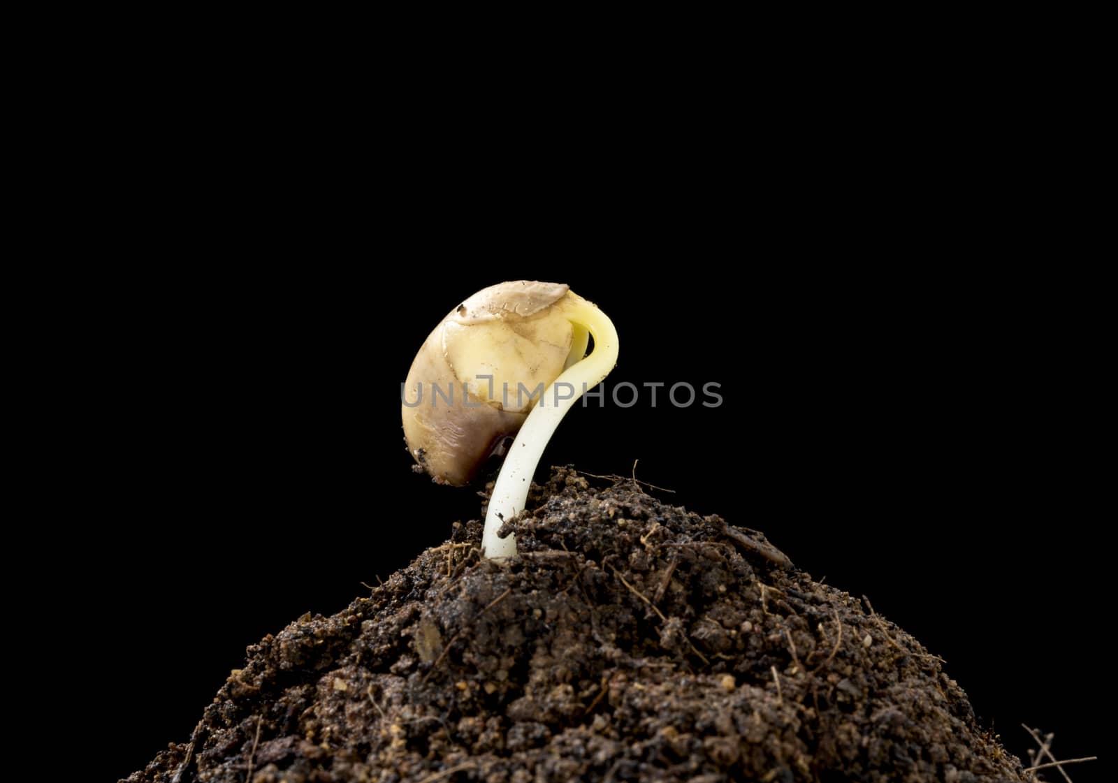 seeding growth as a business concept of success.