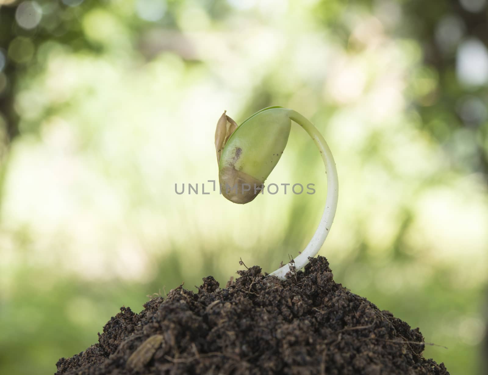 seeding growth as a business concept of success.