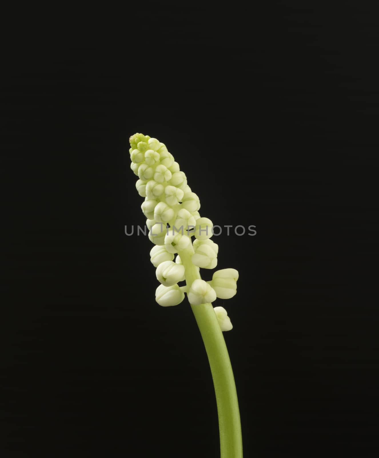 Fresh flowers are small with a black background.