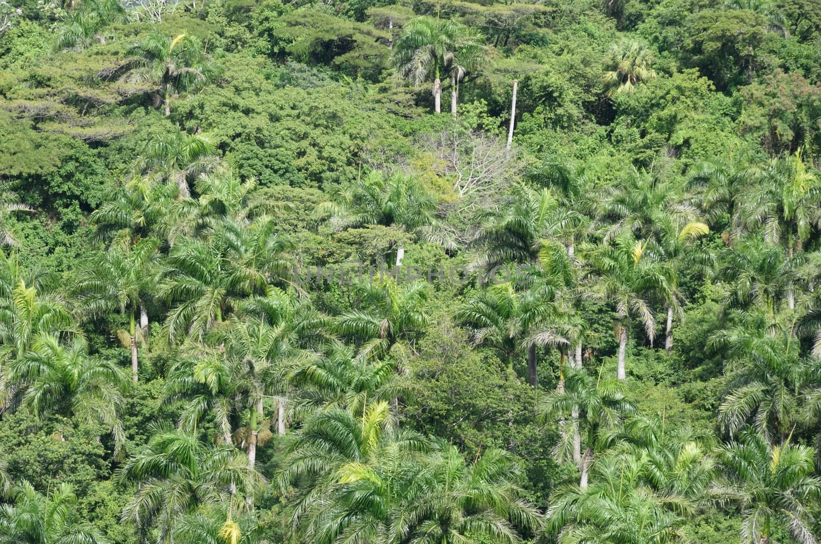 Thick Palm trees from above