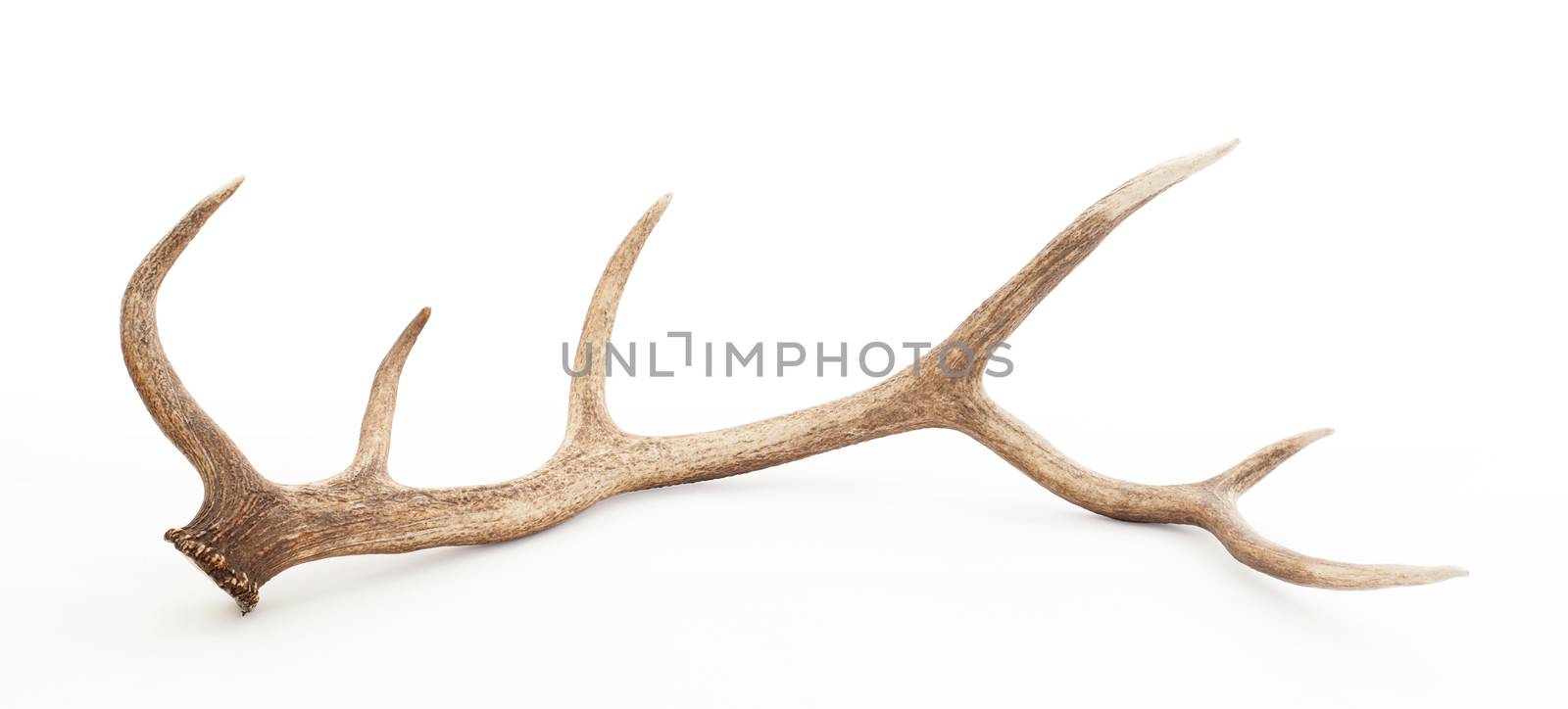 Large antler isolated on a white background