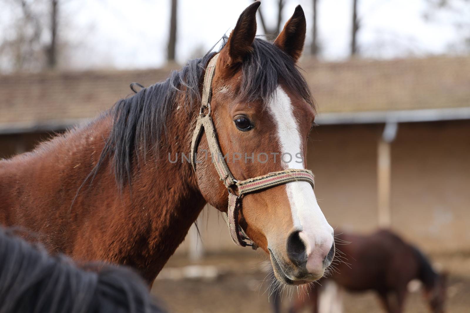 a  horse by alexkosev