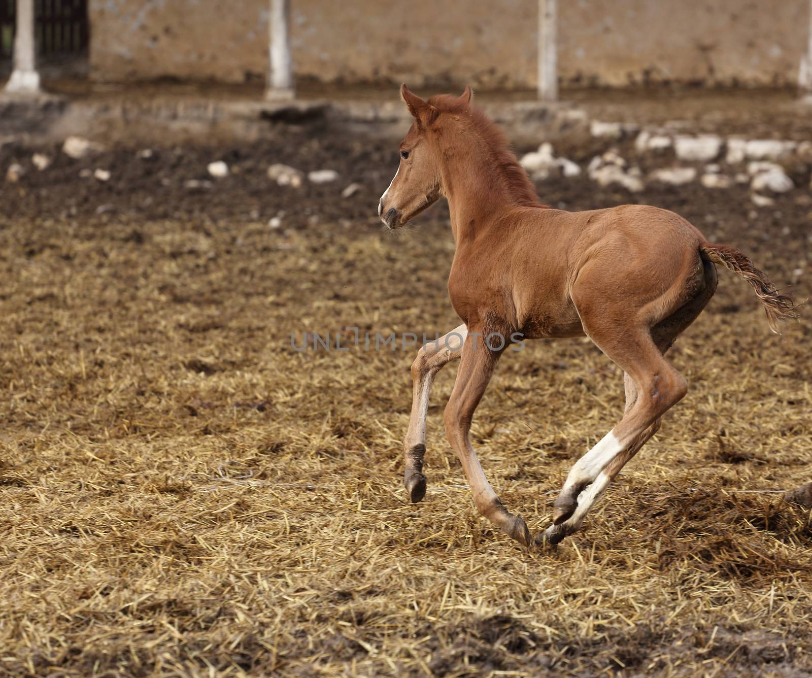 picture of a runing brown foal