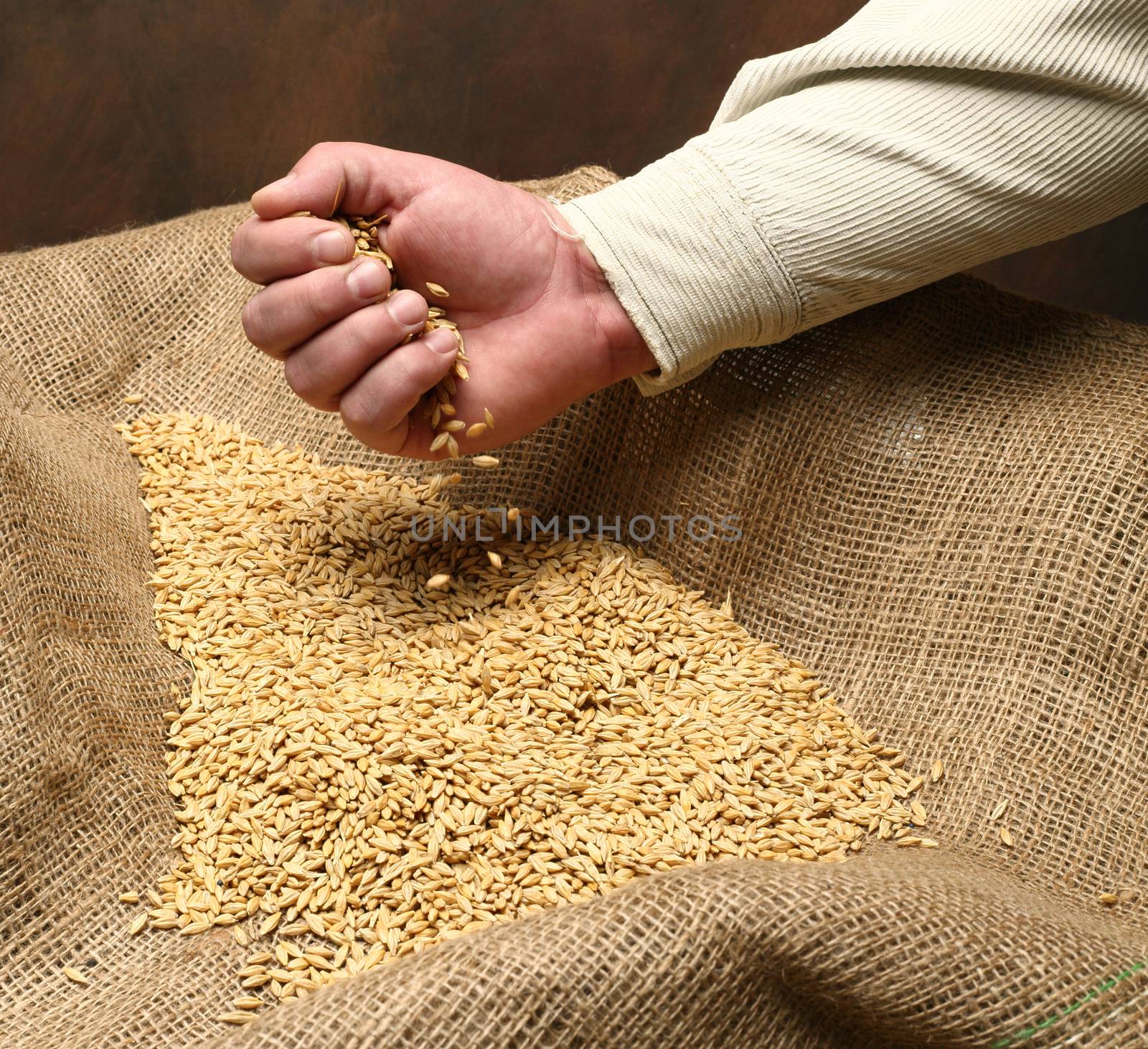  wheat sowing seed in man's hand