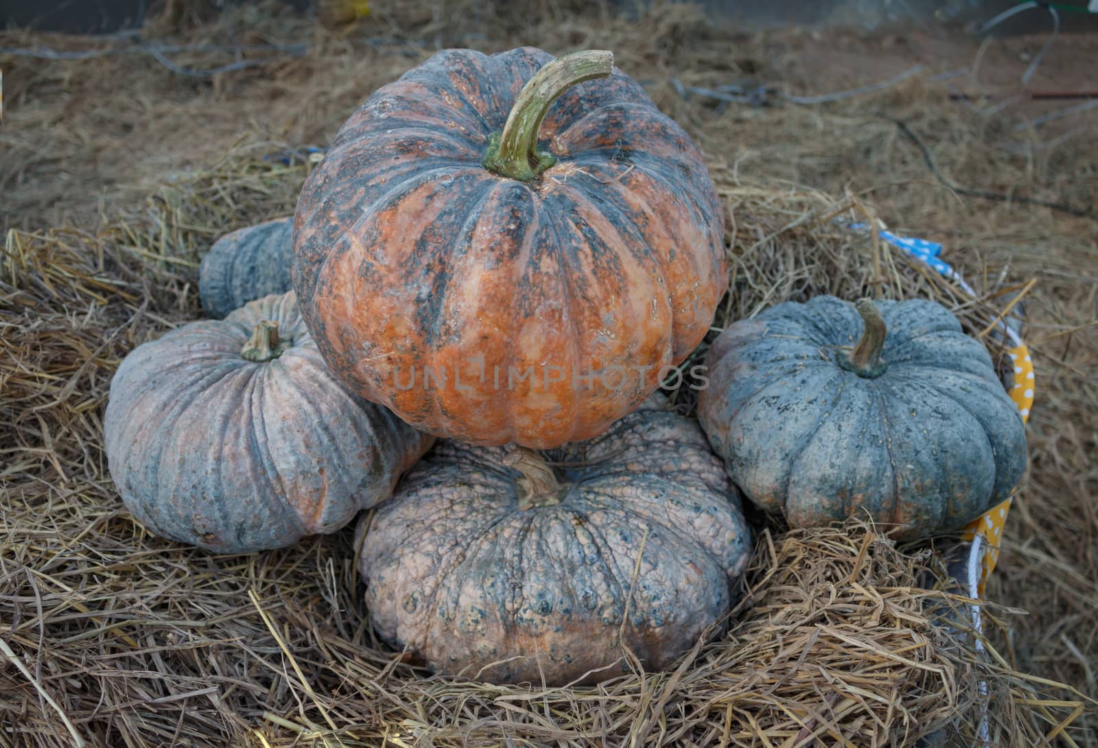 Pumkin with dry grass by vicyanee