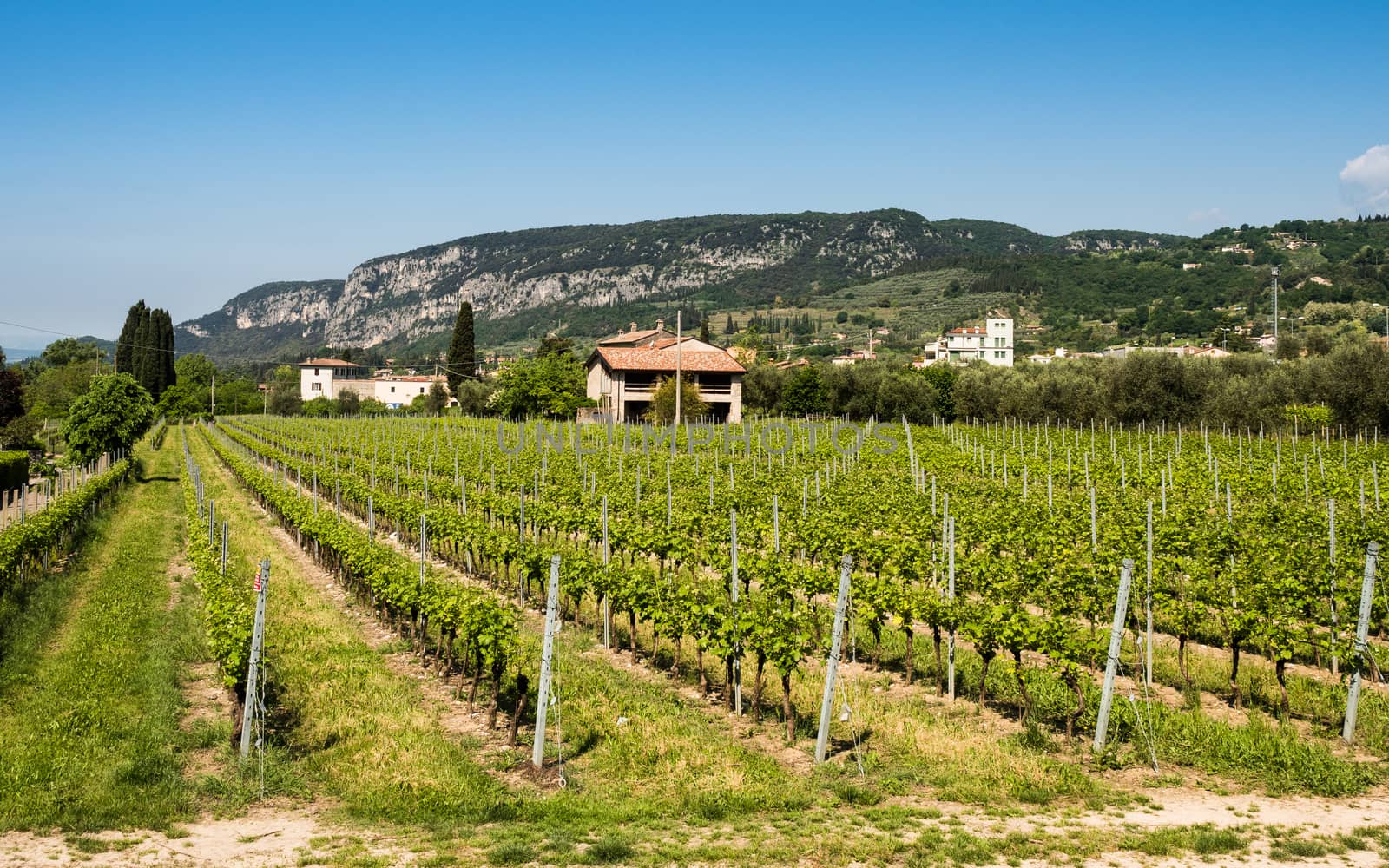 Vine growing close to Lake Garda, Italy. by Isaac74