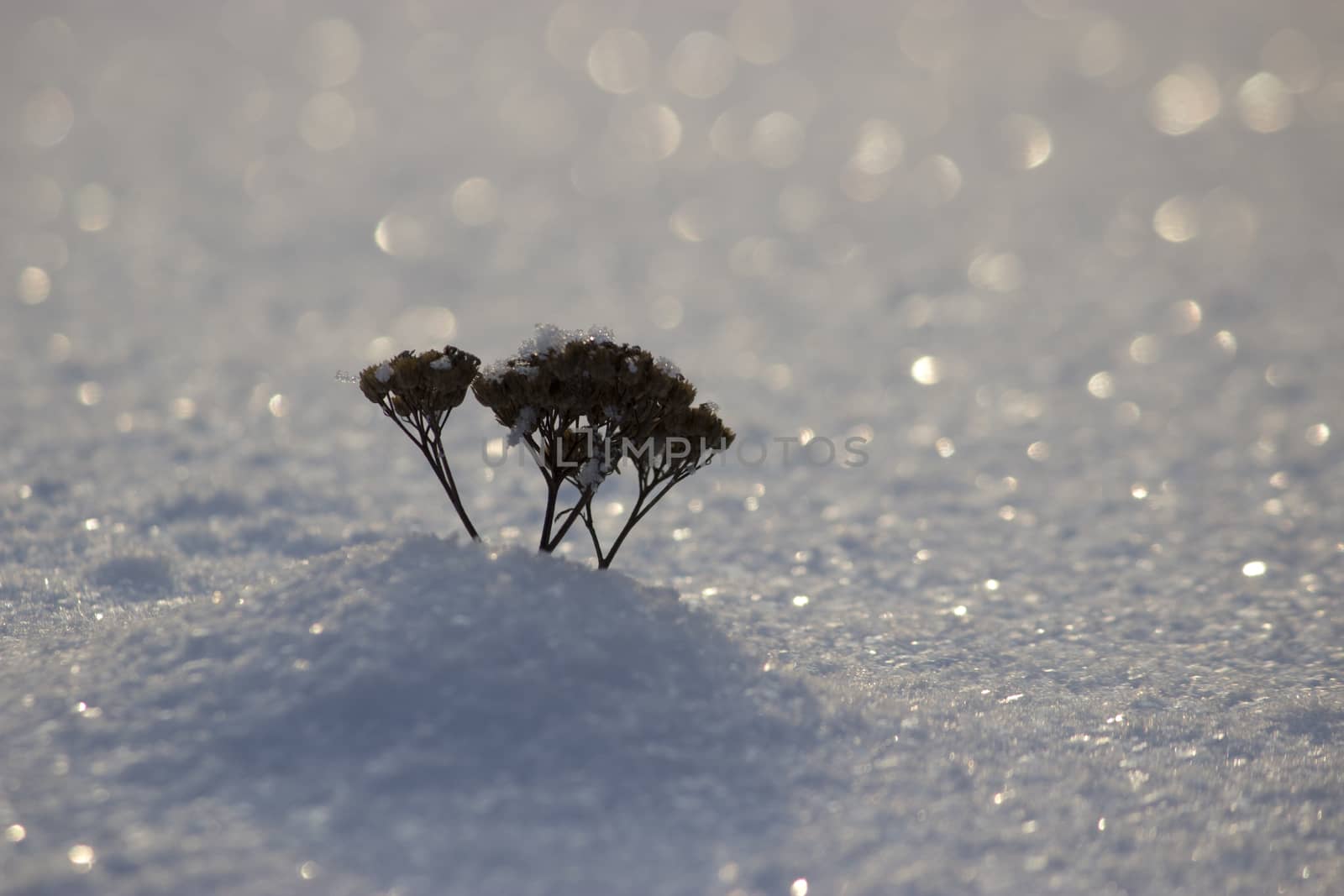 a frozen dry plant by liwei12