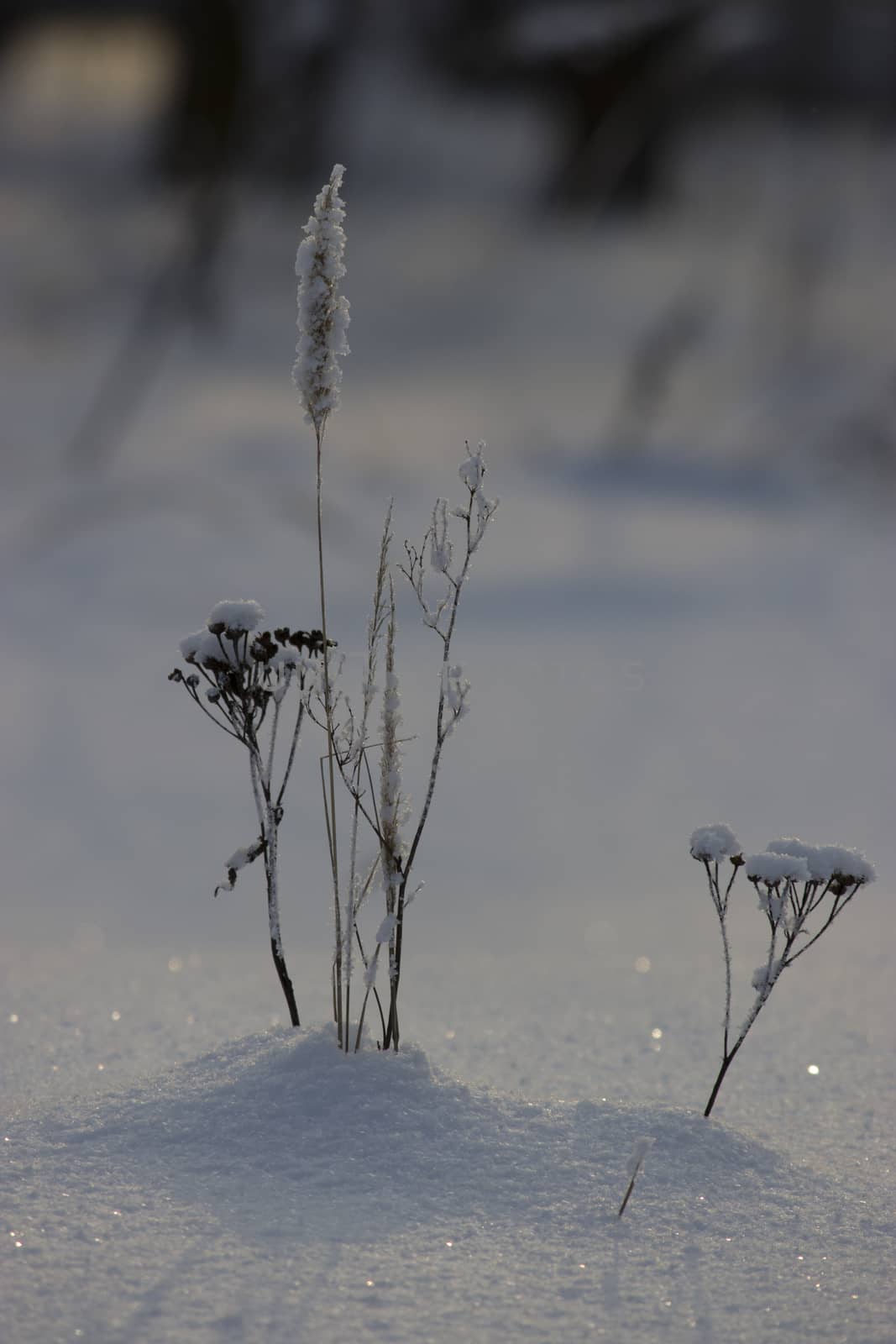 a frozen dry plant, winter landscape, snow