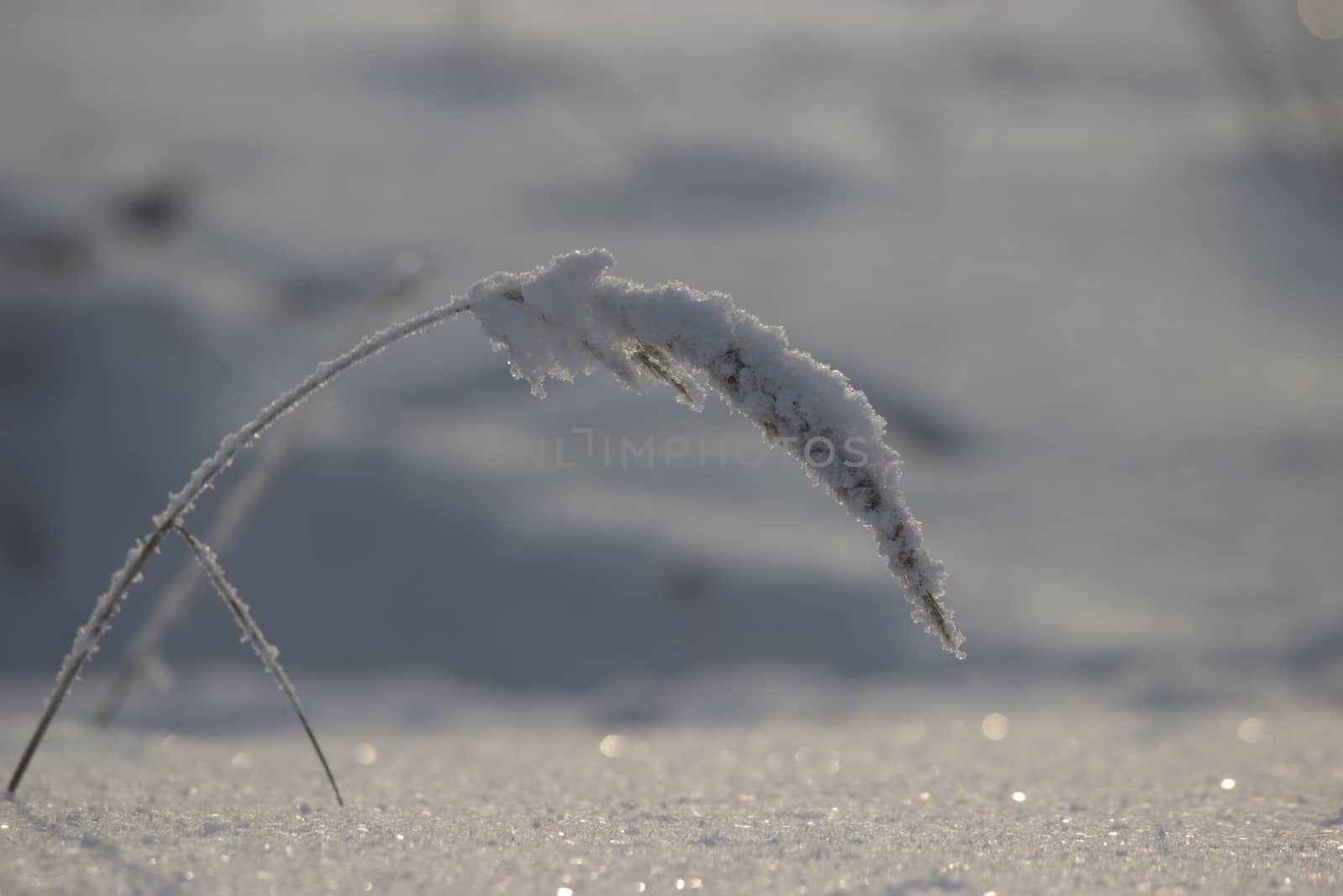 a frozen dry plant, winter landscape, snow