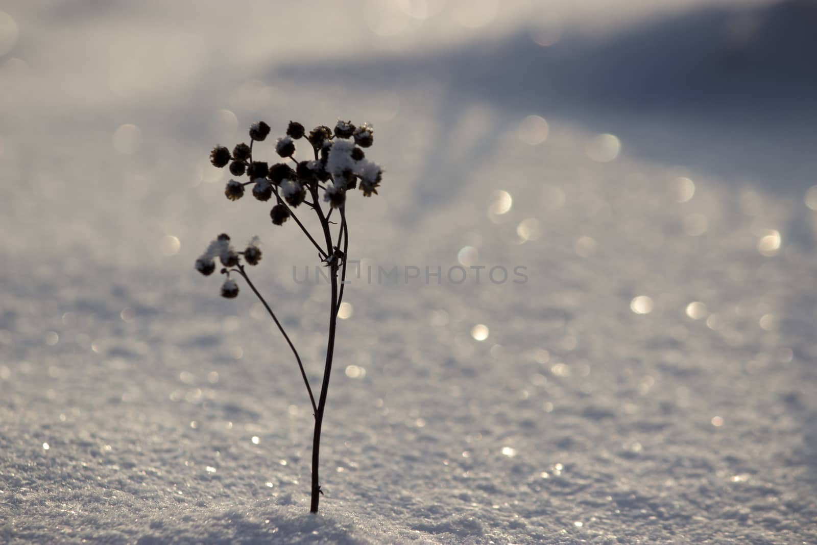 a frozen dry plant, winter landscape, snow
