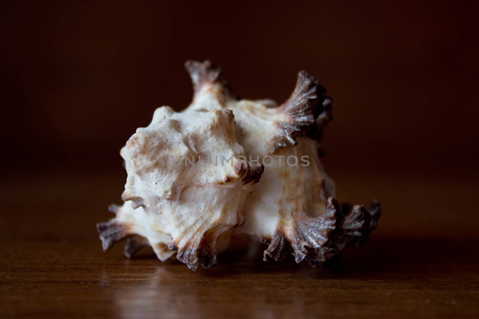 sea shell, brown, beige, white, on wooden table