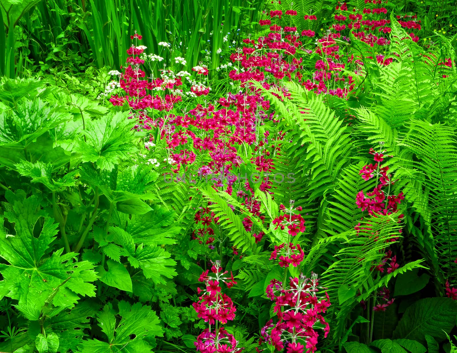 wetland garden in spring