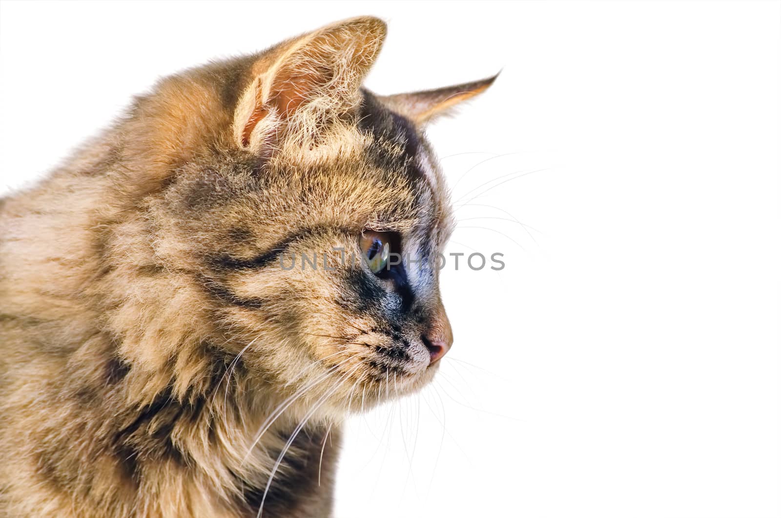 Portrait of the Cat by SNR