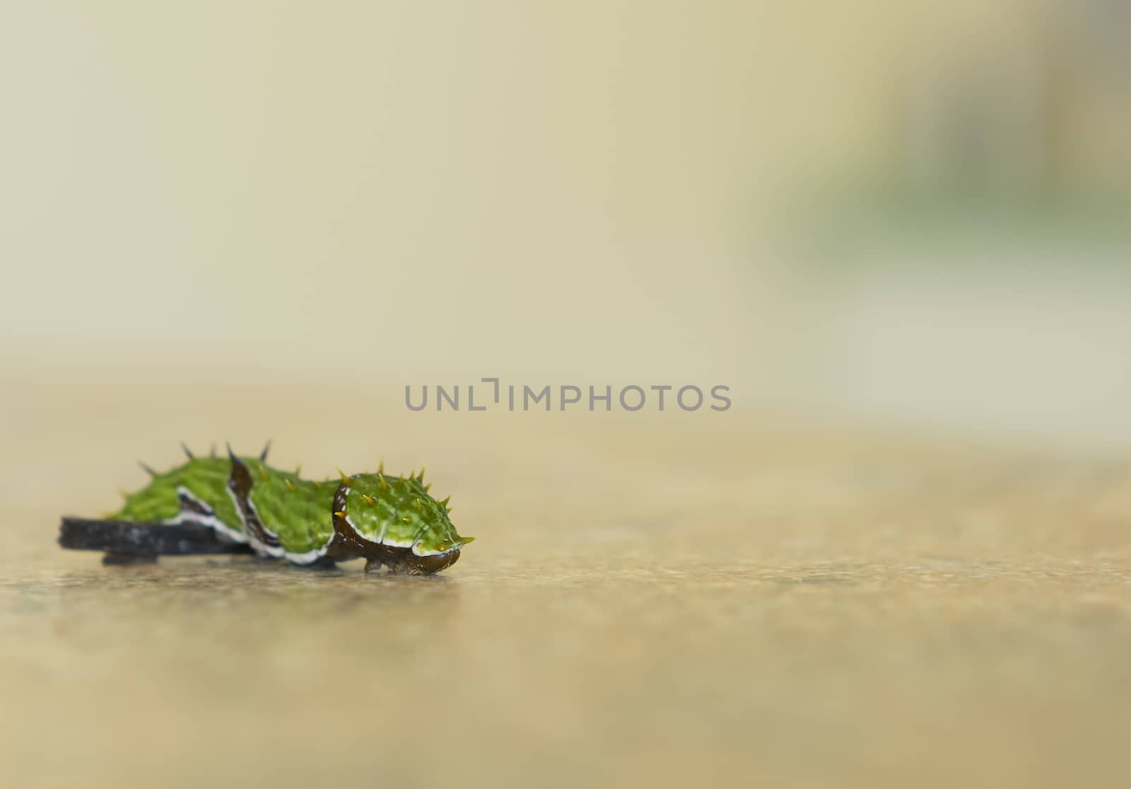 Green caterpillar larva of the orchard swallowtail butterfly, Papilio aegeus, crossing an obstacle with copy space