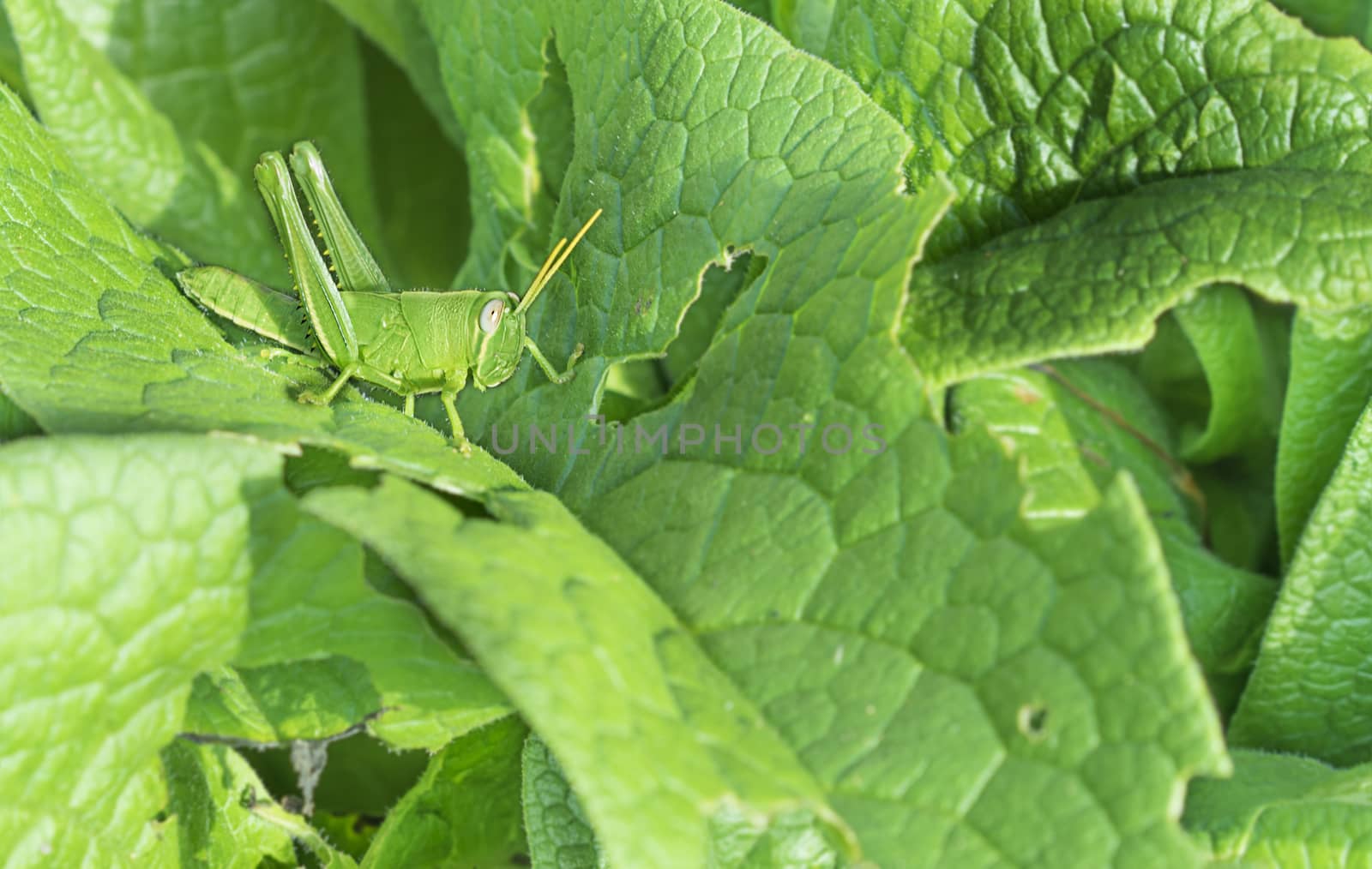 Green Grasshopper, a garden pest, on Comphrey Leaves in natural garden environment