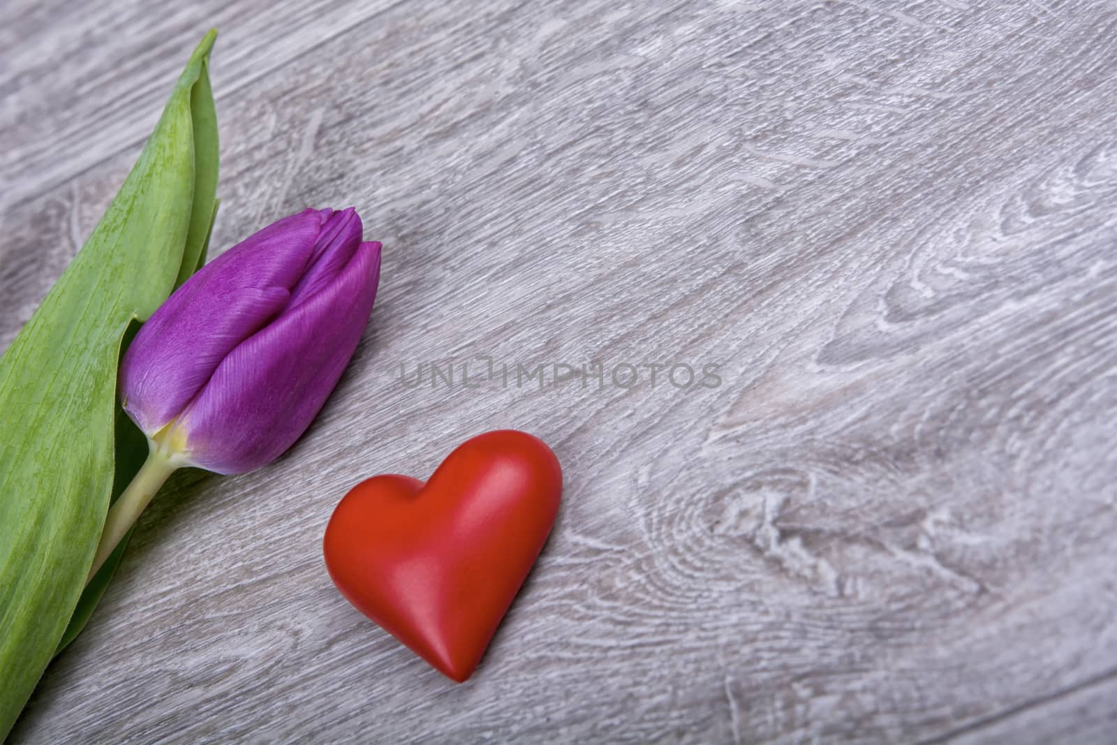Violet tulip and red heart on a wooden background