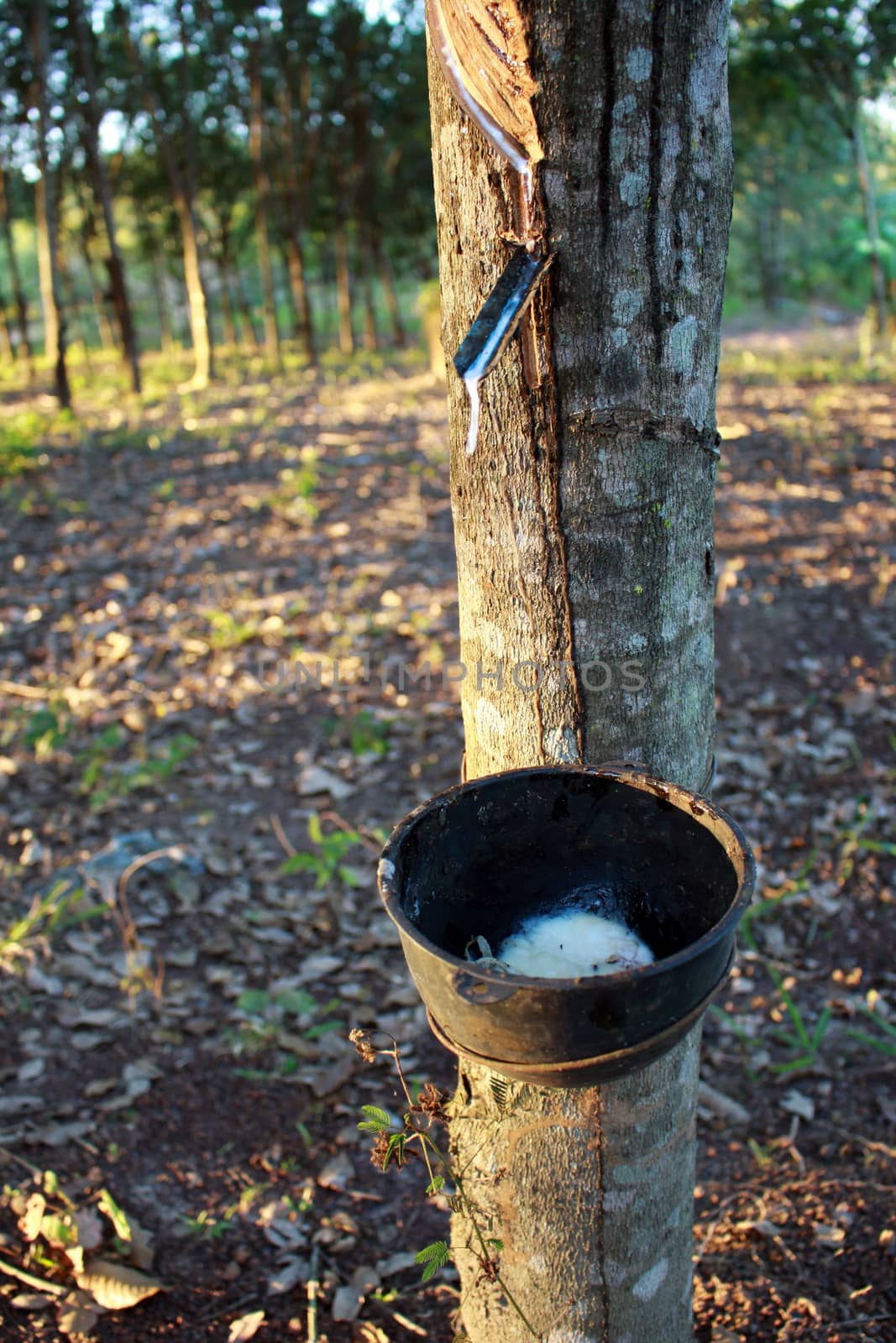 Latex extracted from rubber tree