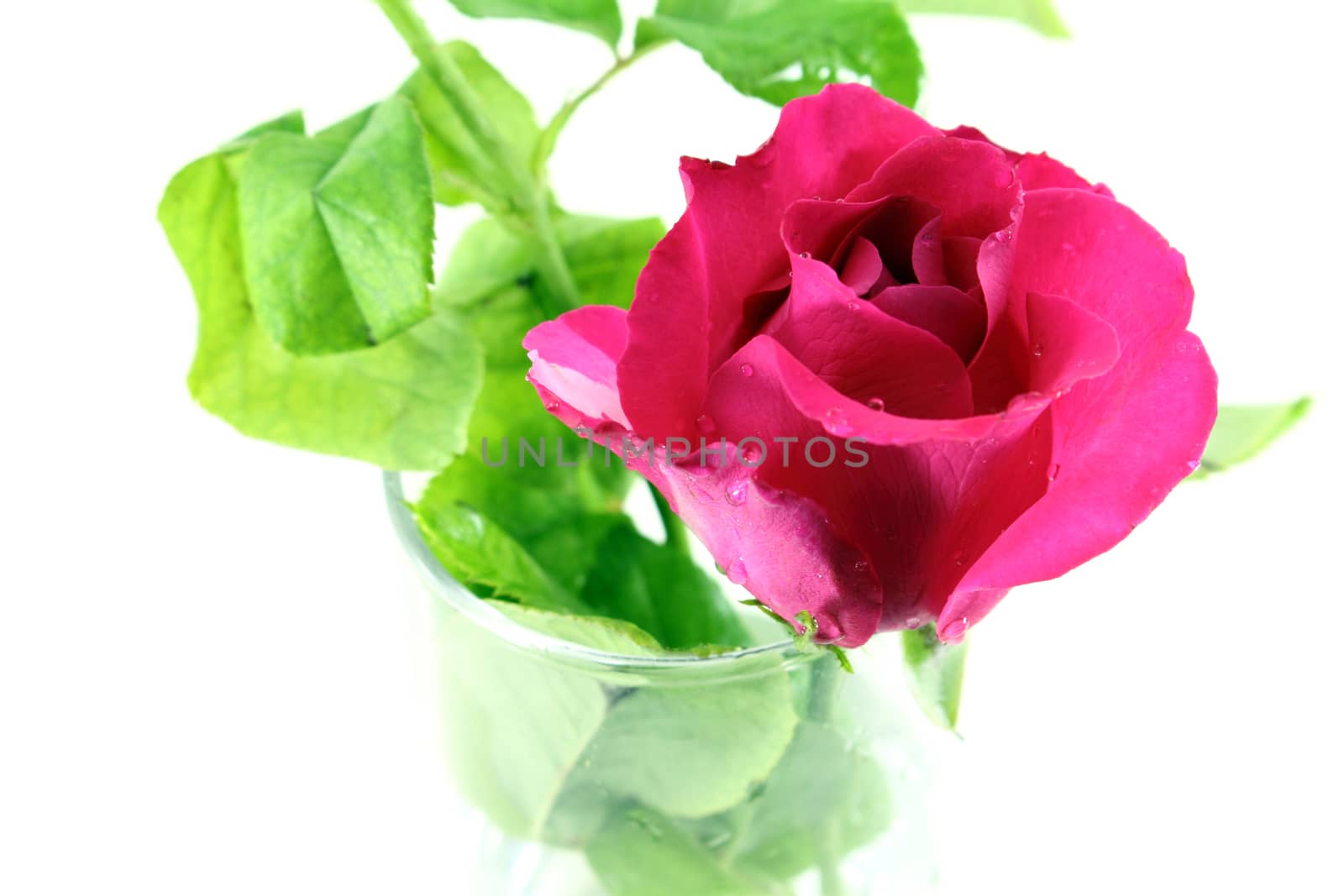 Close red rose in white background