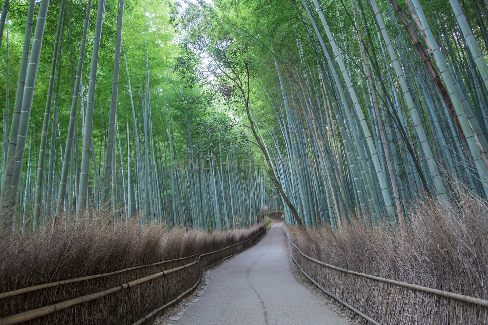 Path of bamboo forest Arashiyama, kyoto Japan