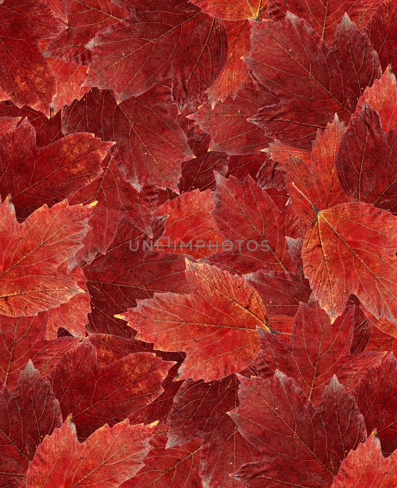 Carpet of leaves. Great background of autumn leaves, all covered