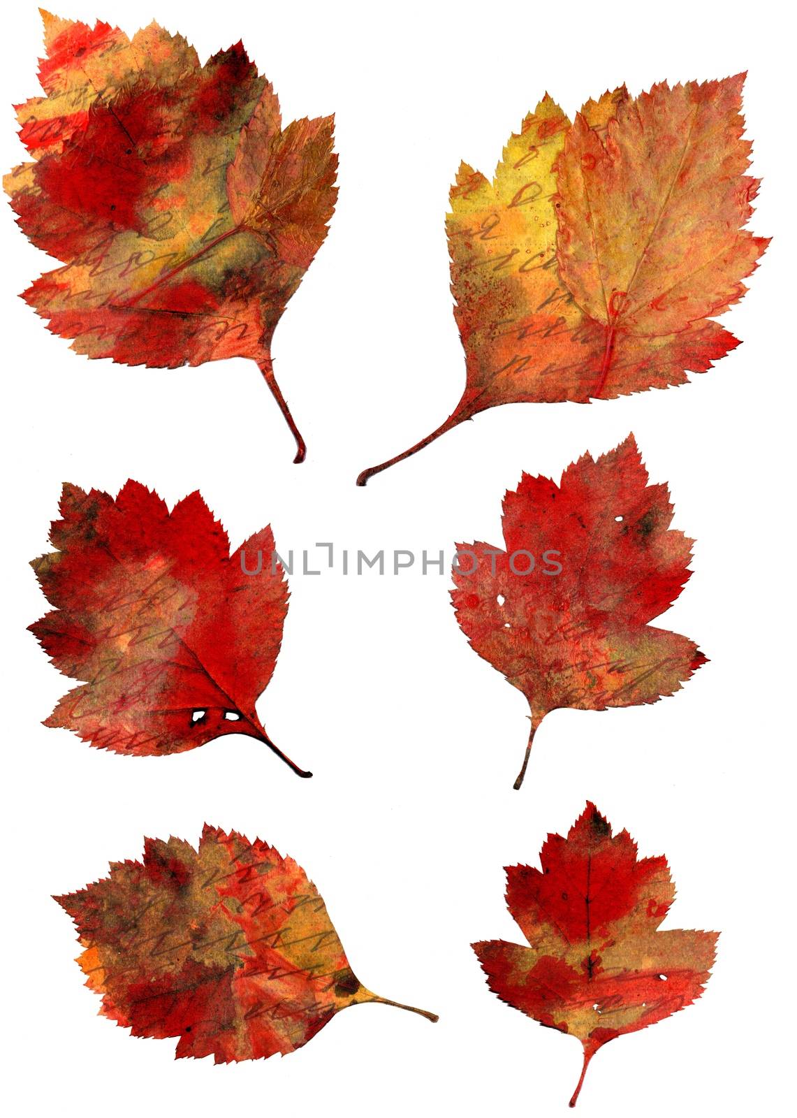 Set of autumn leaves isolated on white background. One type of plant