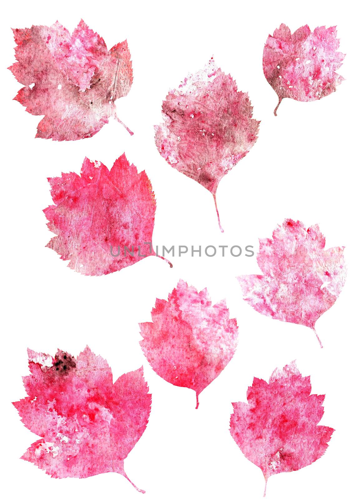 Set of autumn leaves isolated on white background by Julia_Faranchuk