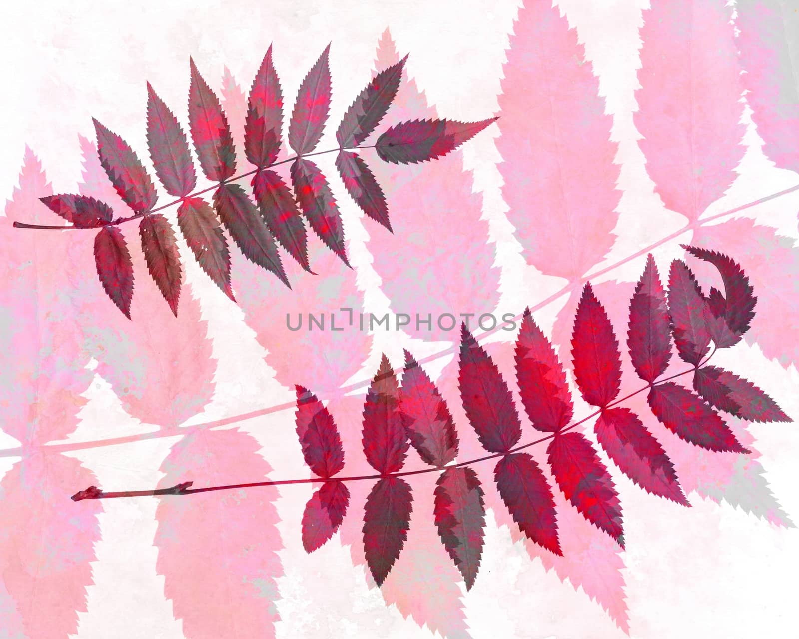 Abstract watercolor background and rowan leaves. Mixed media by Julia_Faranchuk