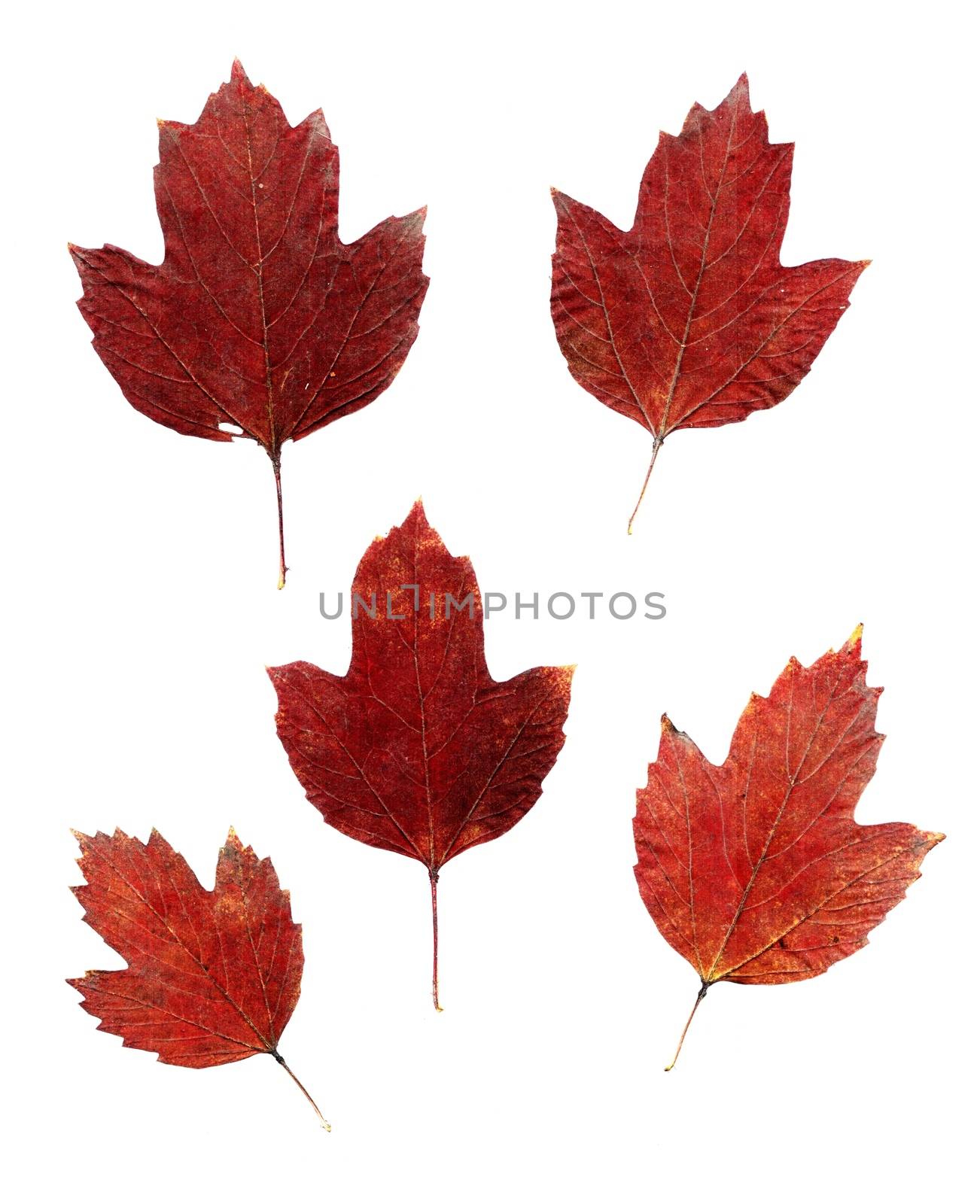 Set of autumn leaves isolated on white background. One type of plant