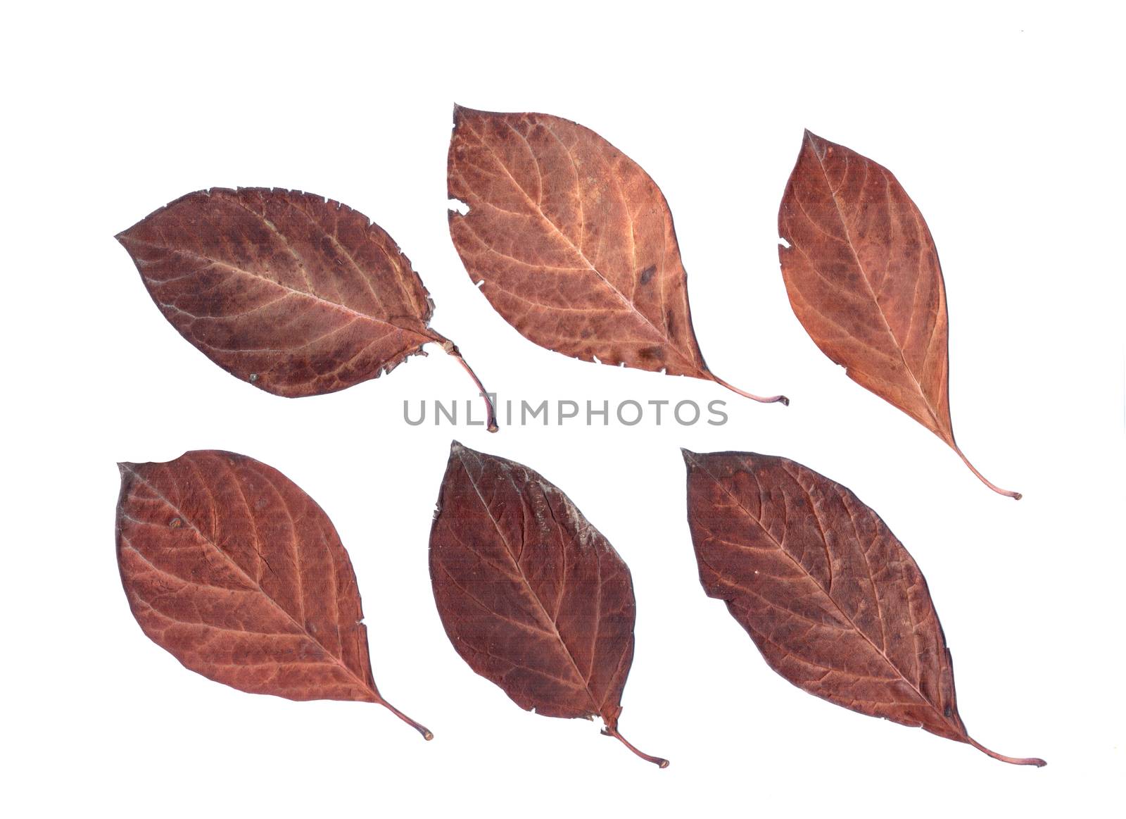 Set of autumn leaves isolated on white background by Julia_Faranchuk