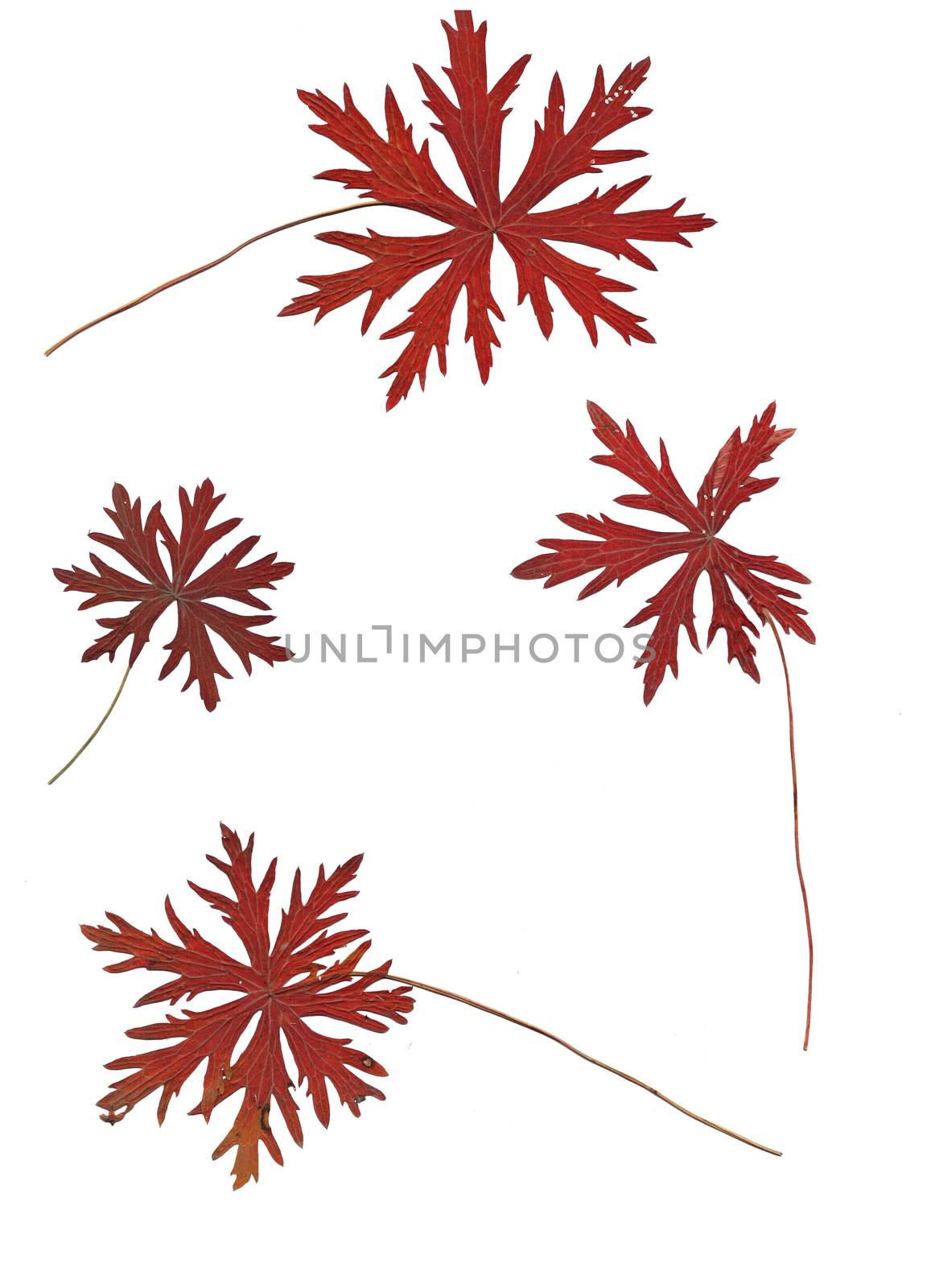 Set of autumn leaves isolated on white background by Julia_Faranchuk